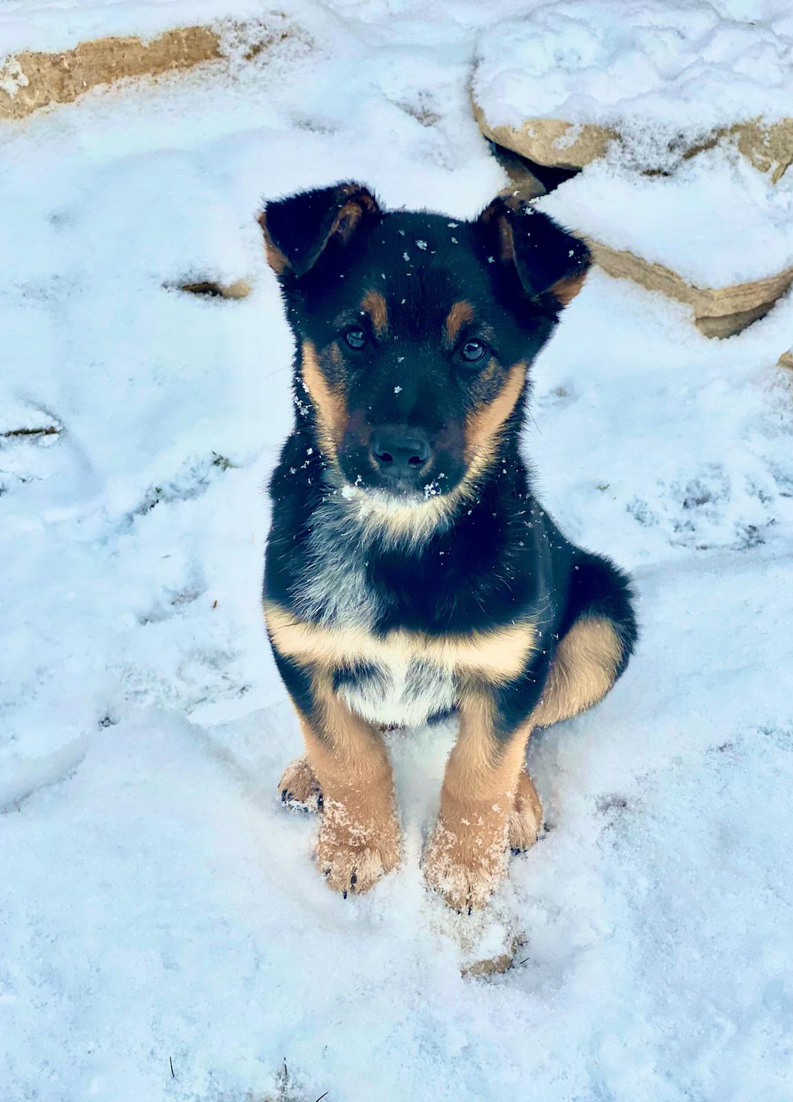 We adopted this darling last night, her litter was rescued from a New