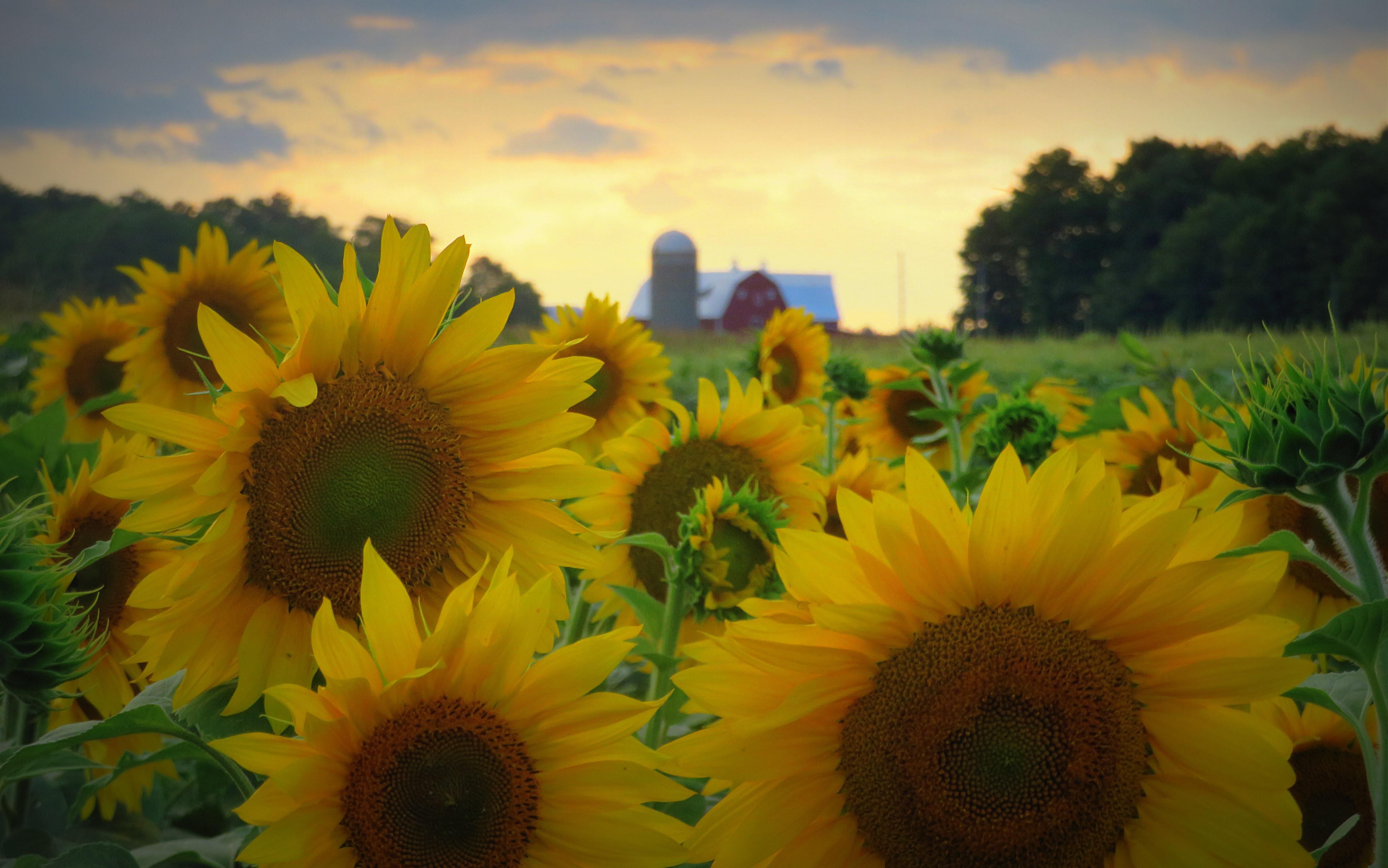Sunflower season in the U.P. Hall Farms near Rock. r/Michigan