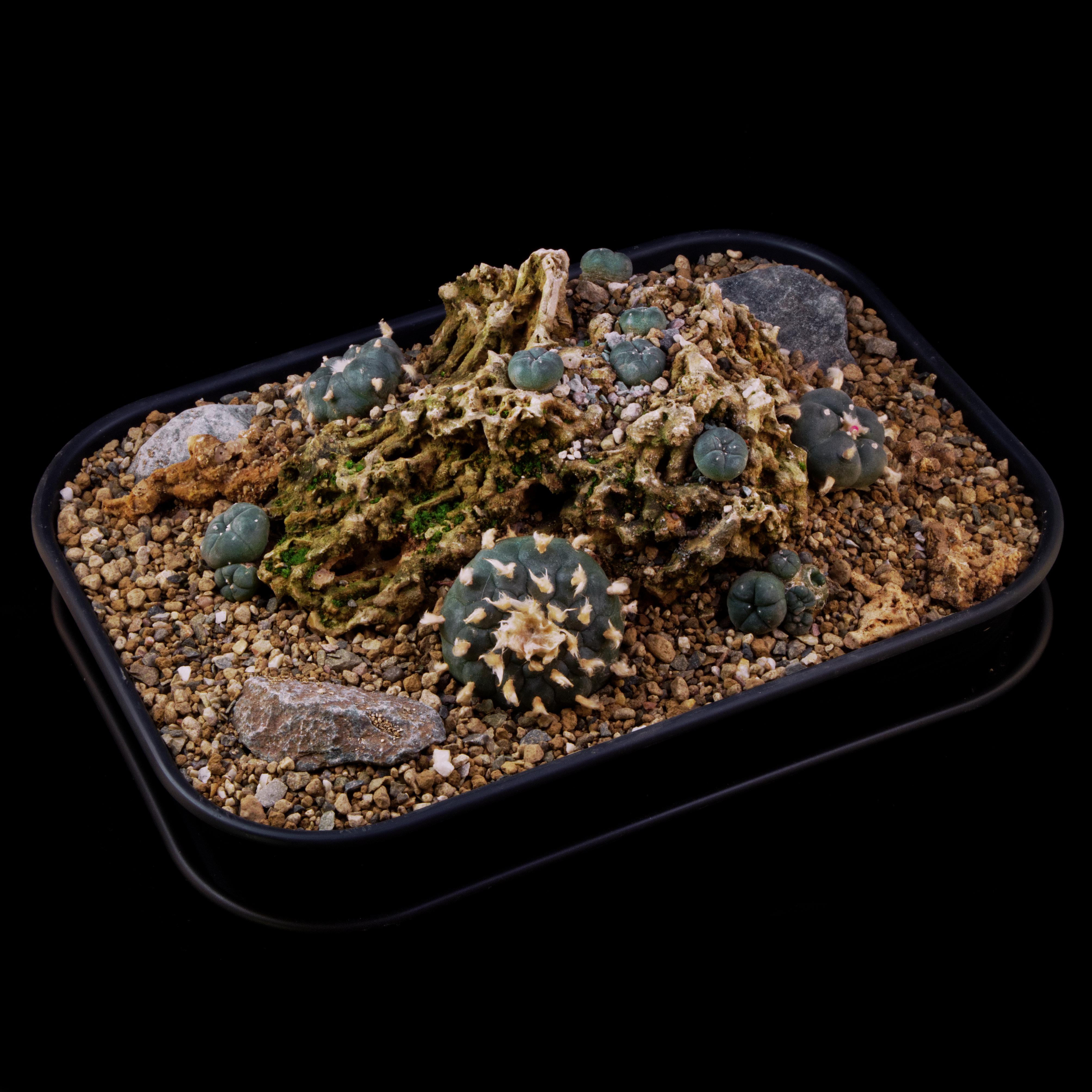 I made this natural limestone display today, Lophophora williamsii r