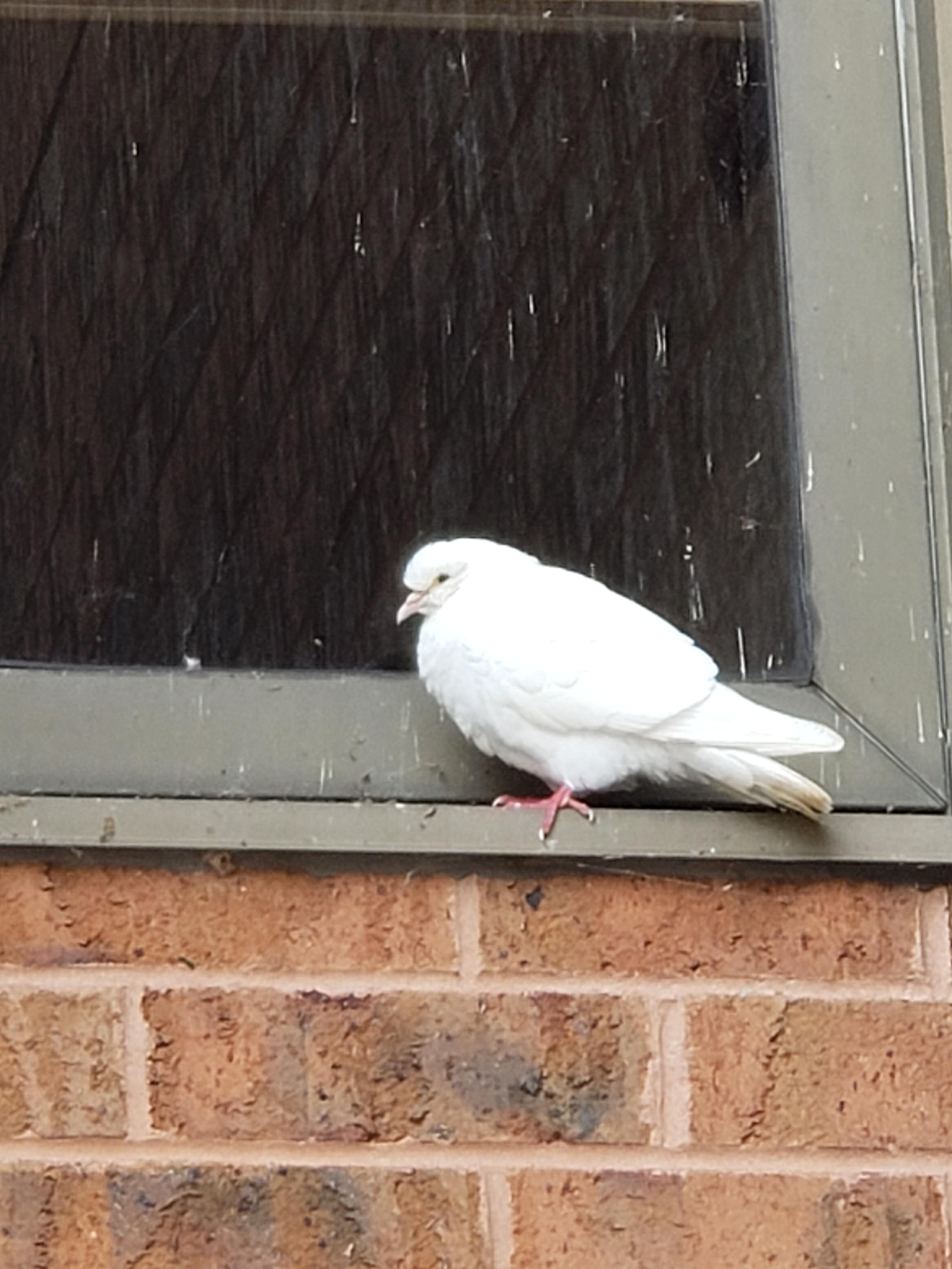 [Ohio] What type of bird is this big white bird chilling on the narrow