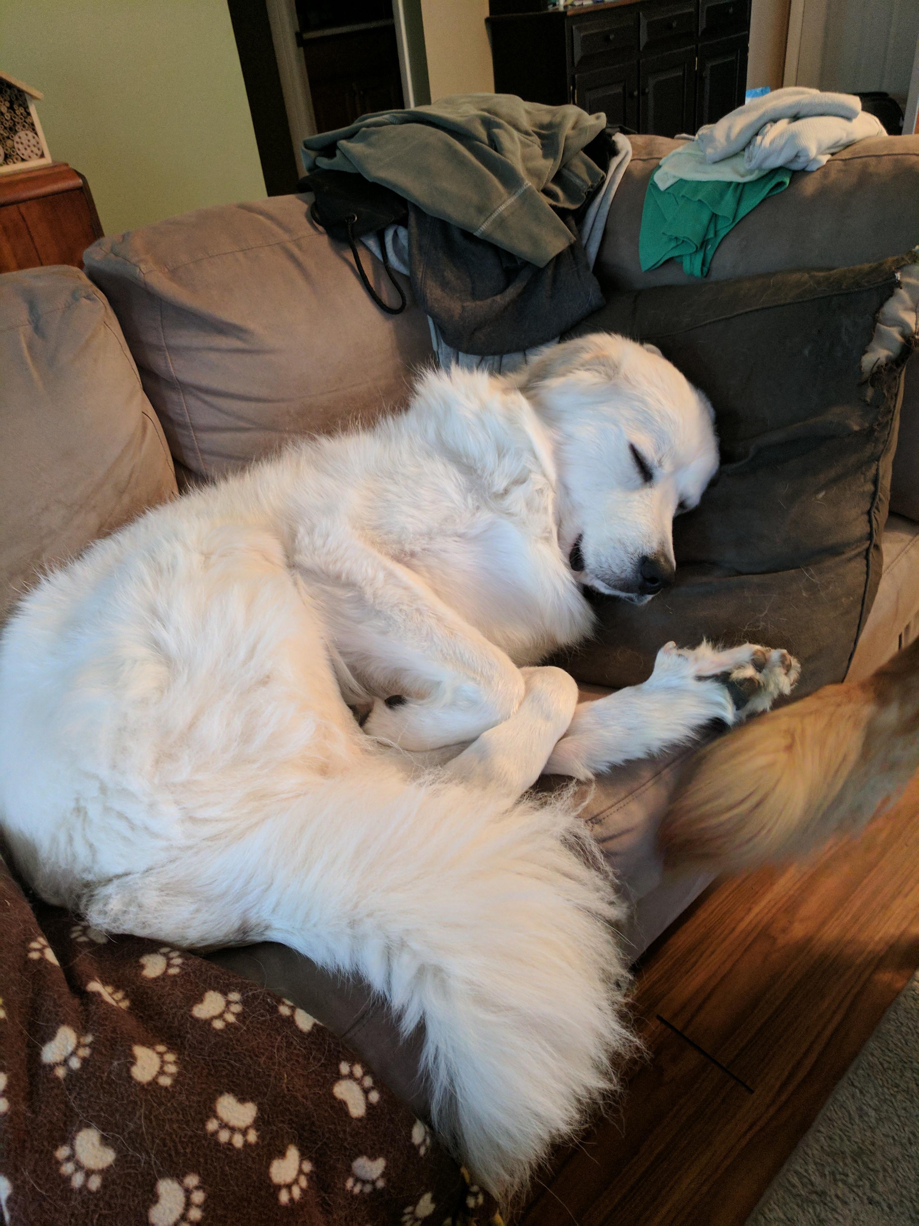 How many paws does he have? r/WhatsWrongWithYourDog