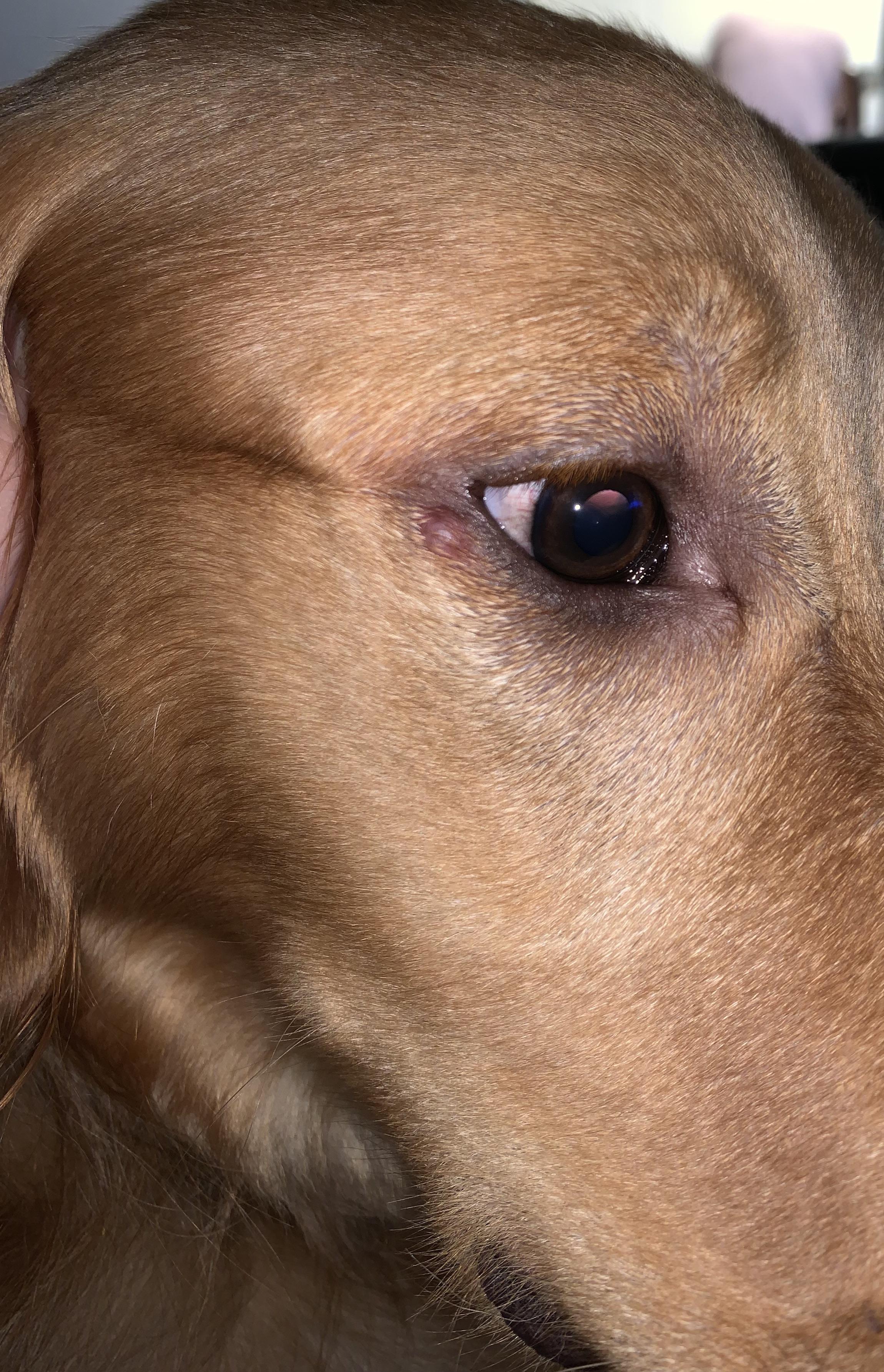Bump near dogs eye? Not sure what it is r/goldenretrievers