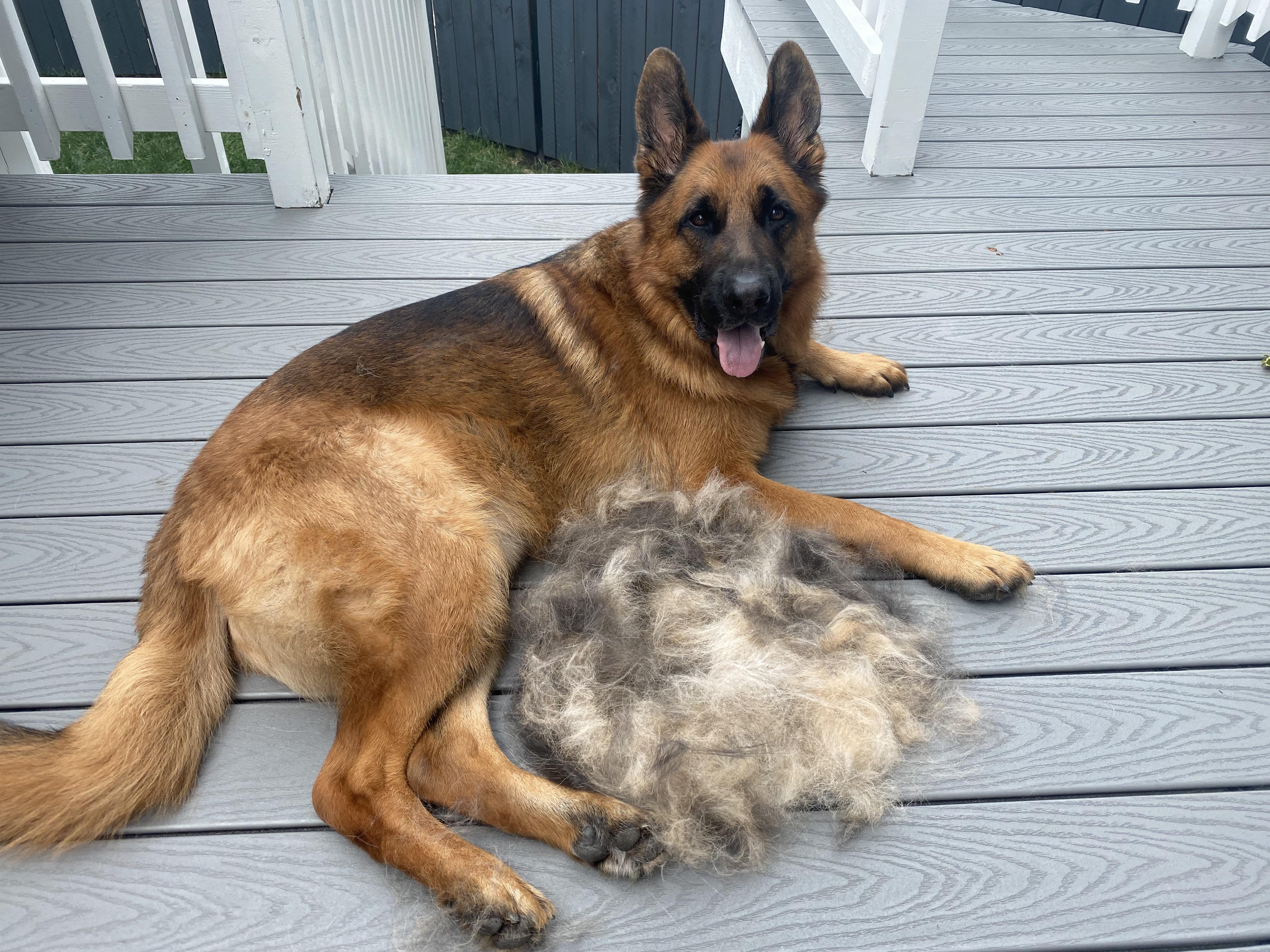 Male German Shepherd Gives Birth to Ball of Hair 😂 the proud dad… r
