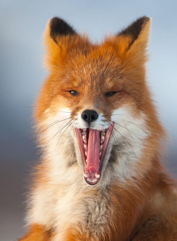 Can't tell if yawning, or howling r/foxes