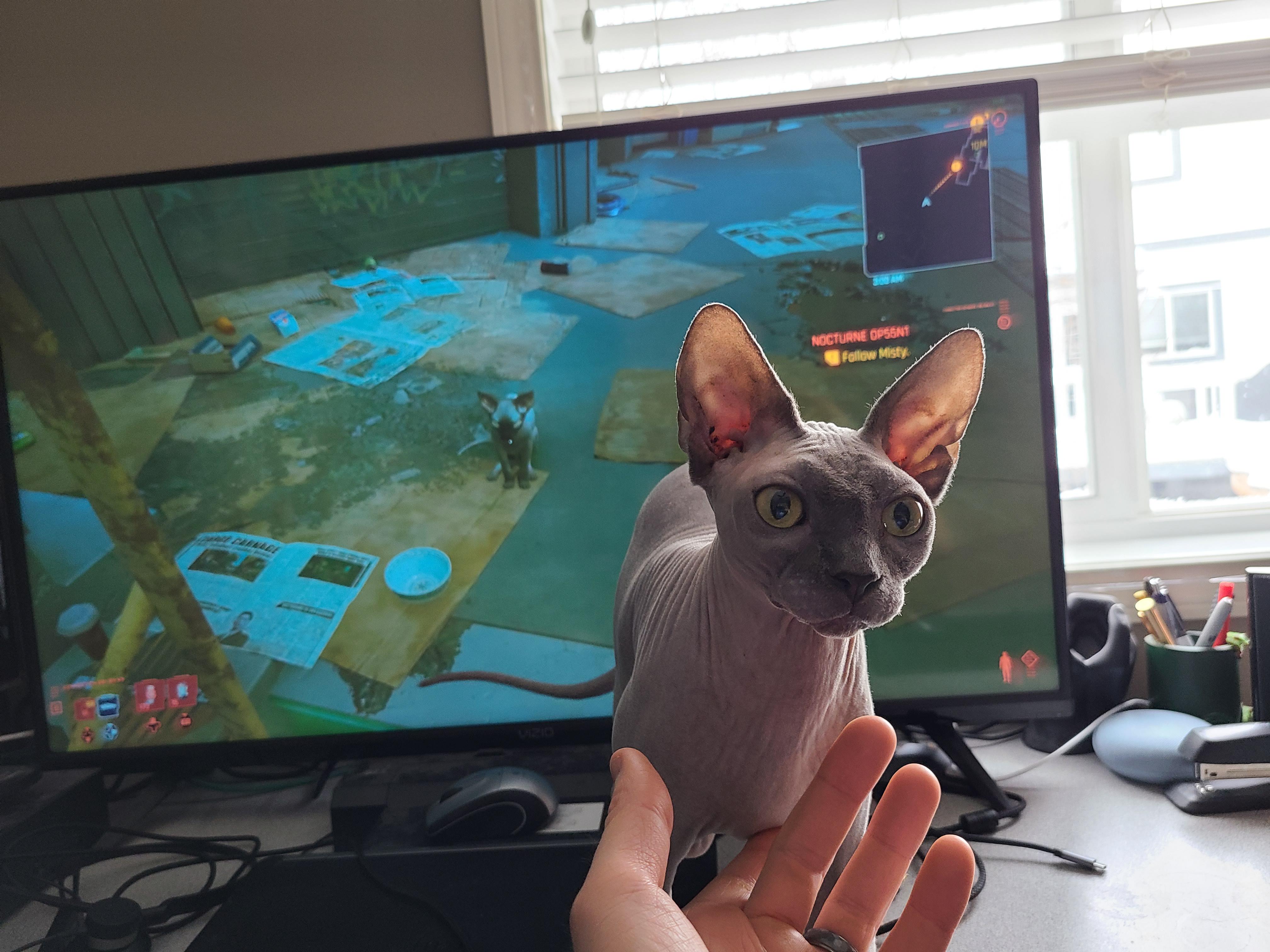 The cats in Cyberpunk 2077 are all Sphynx r/sphynx