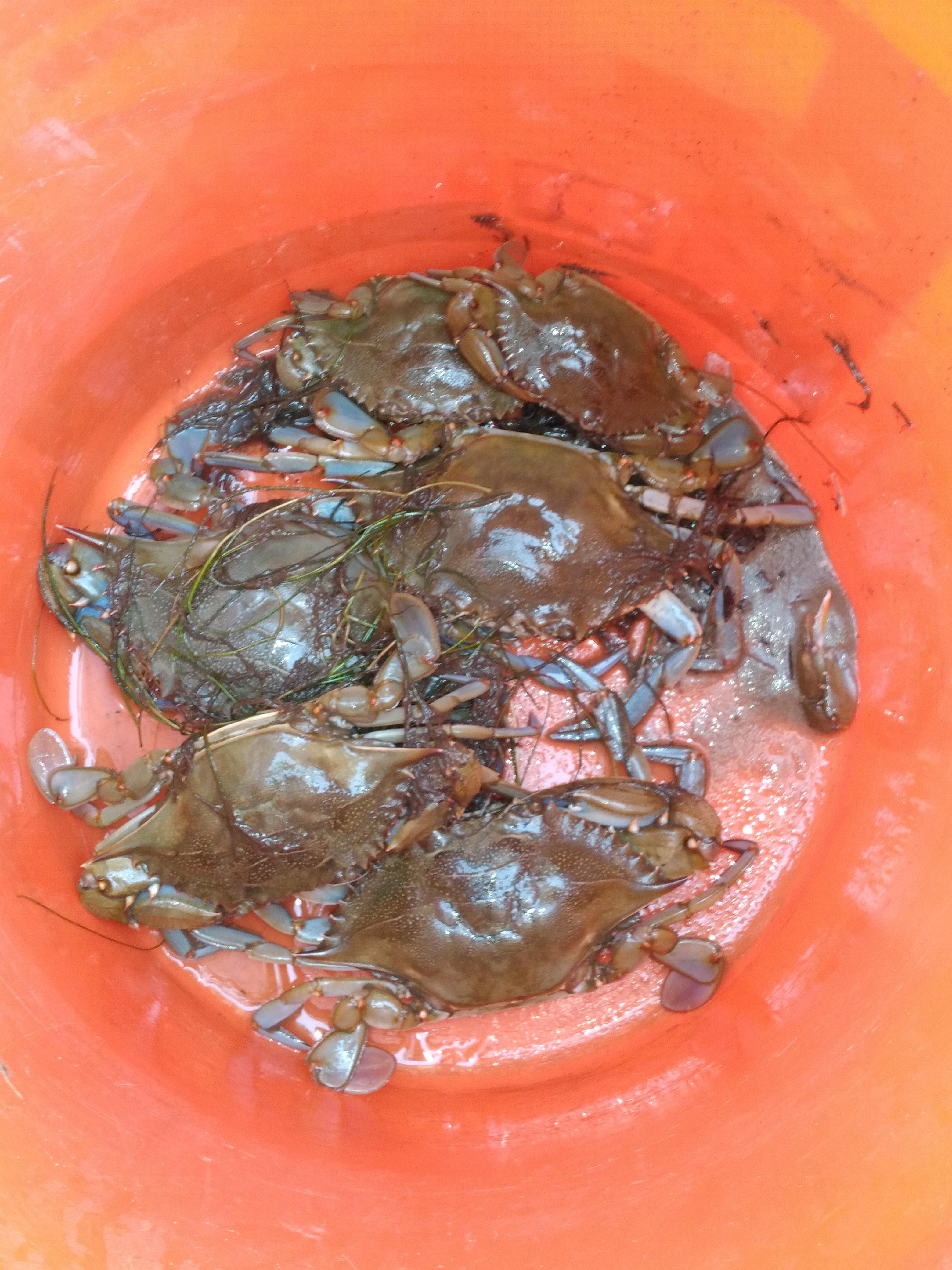 Eating fresh caught crab right on the beach!!crazy good crabbing