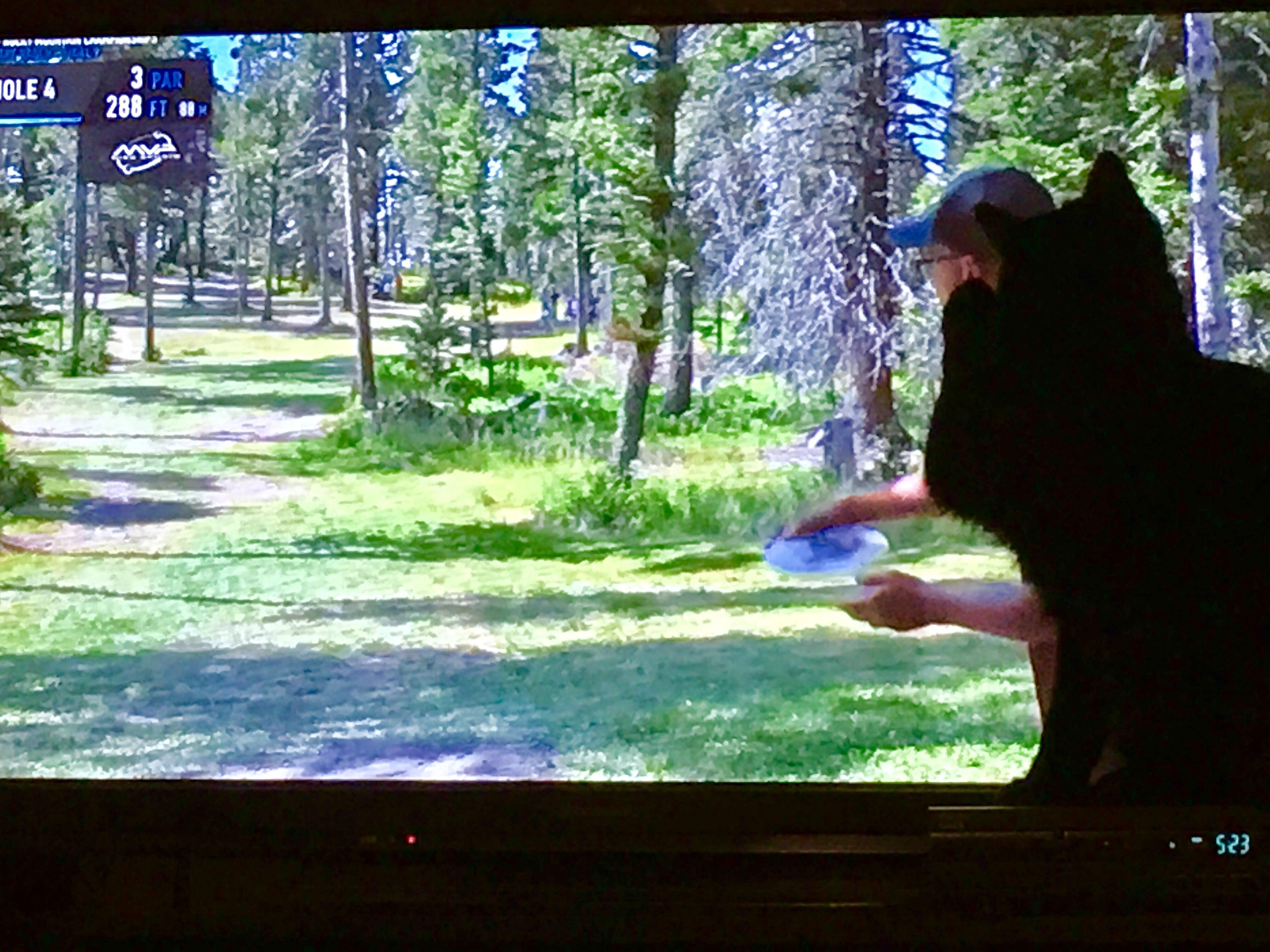So many disc golf dogs but no disc golf cats. Mine will sit on the cable box and watch the discs
