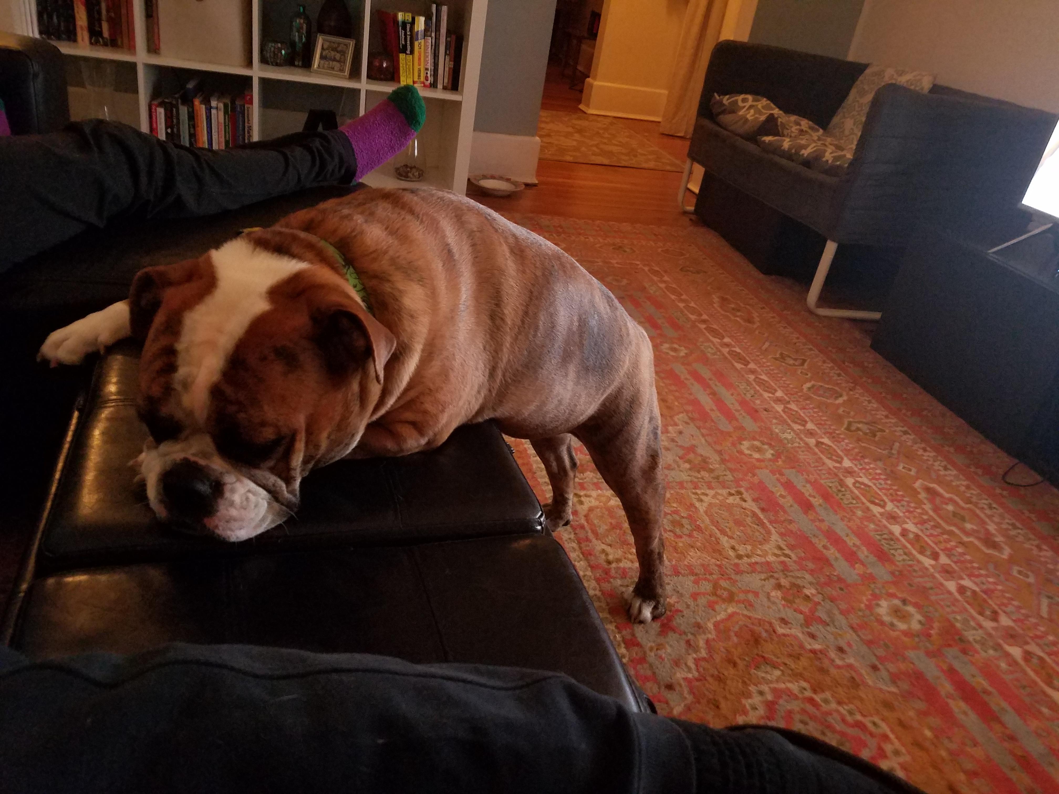 She couldn't fit on the couch so she slept like this... There are 2