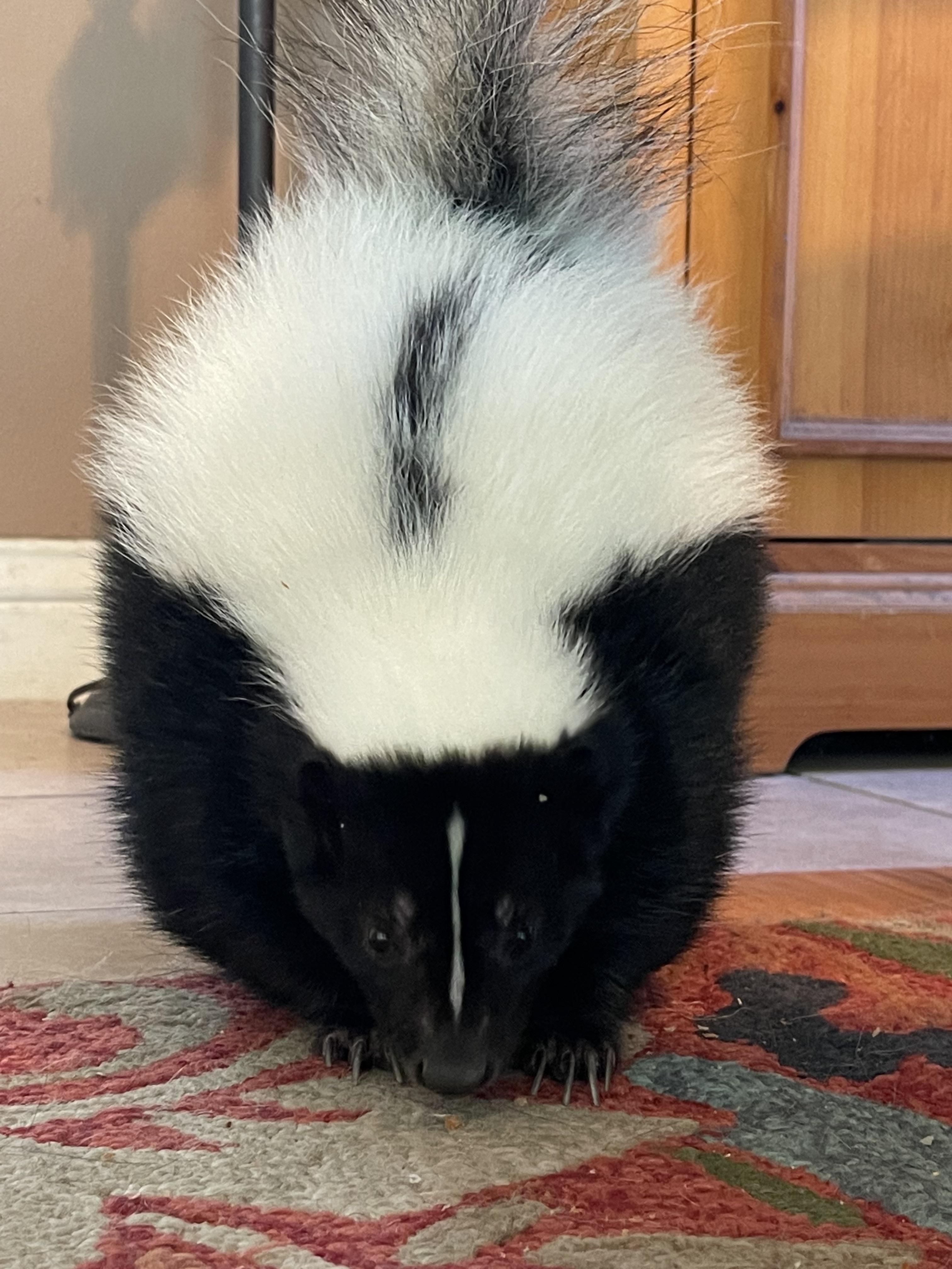 THINGS TO KNOW ABOUT LIVING WITH YOUR PET SKUNK So…as a kid, you know how your parents tell you
