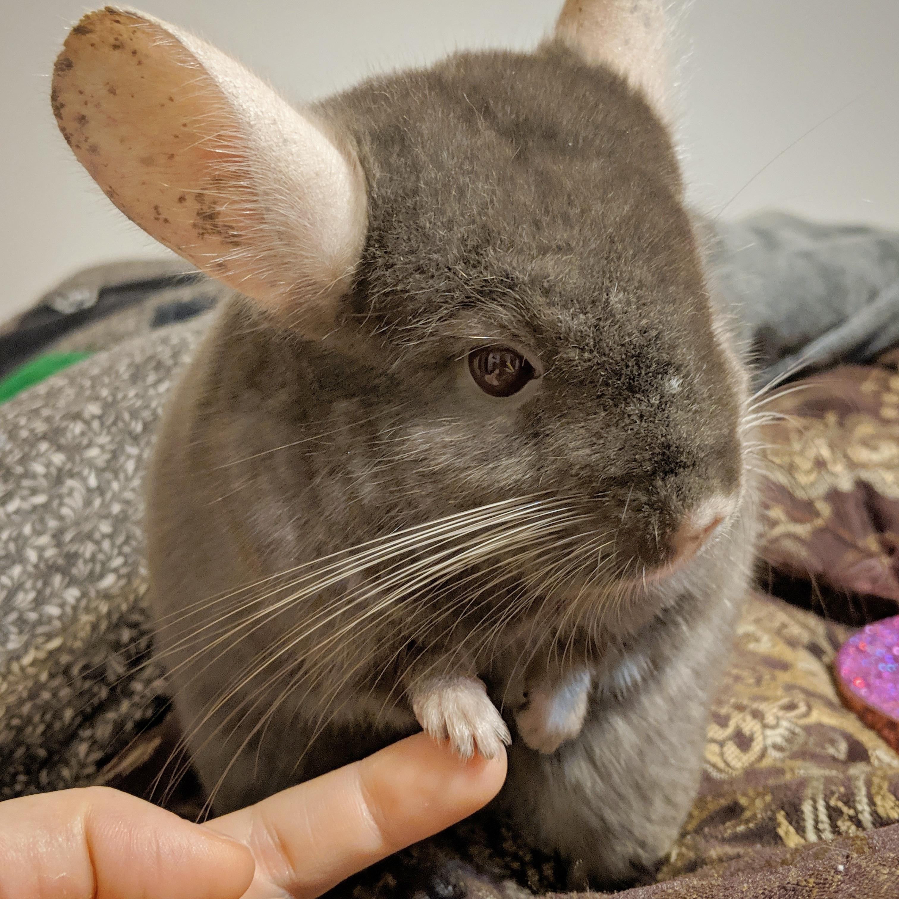 The chinchilla mouse and I love to hold hands.