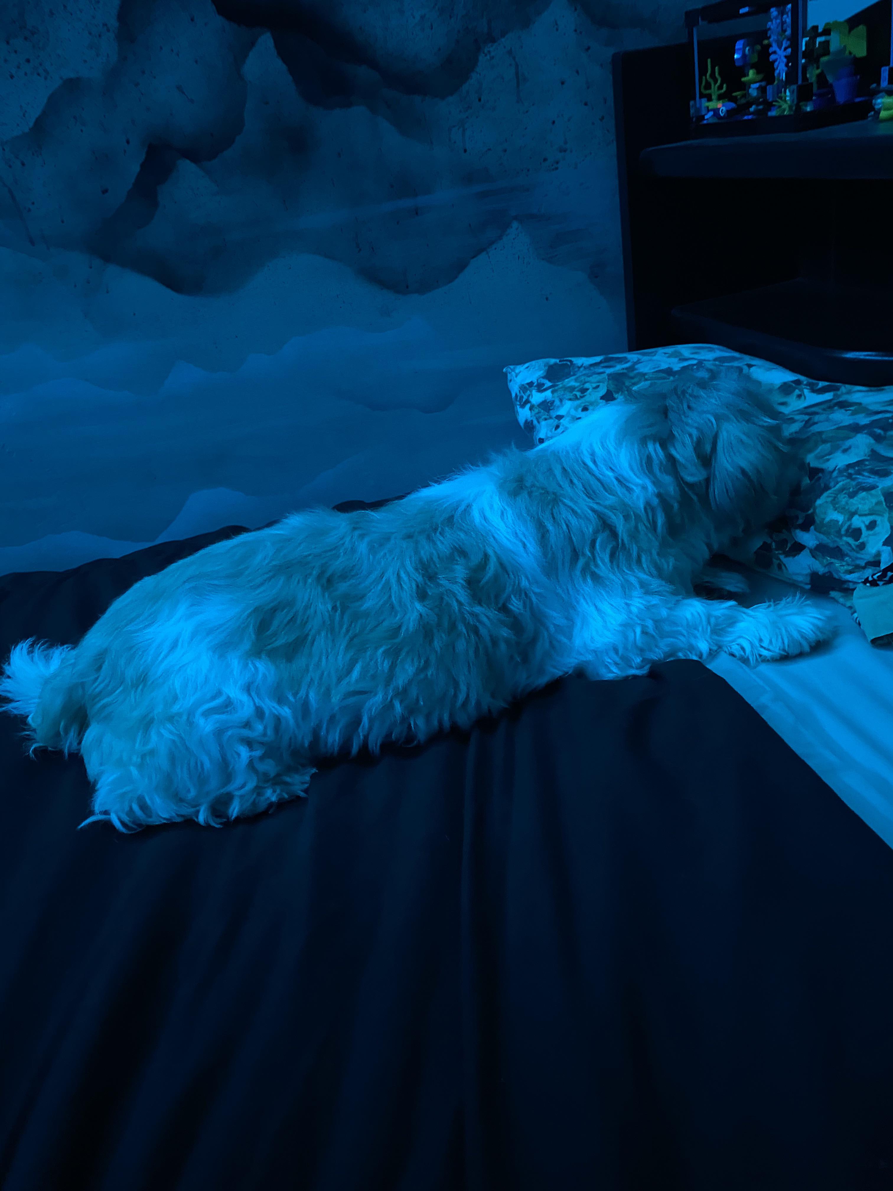 My dog has a cough/gag thing that he does every now and then r/vet