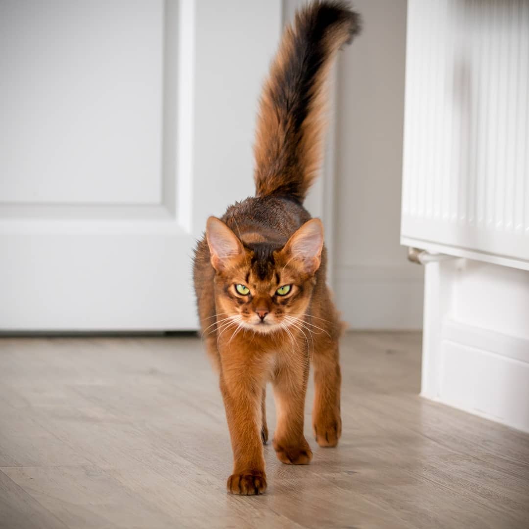 1143 best Somali images on Pholder Vexillologycirclejerk