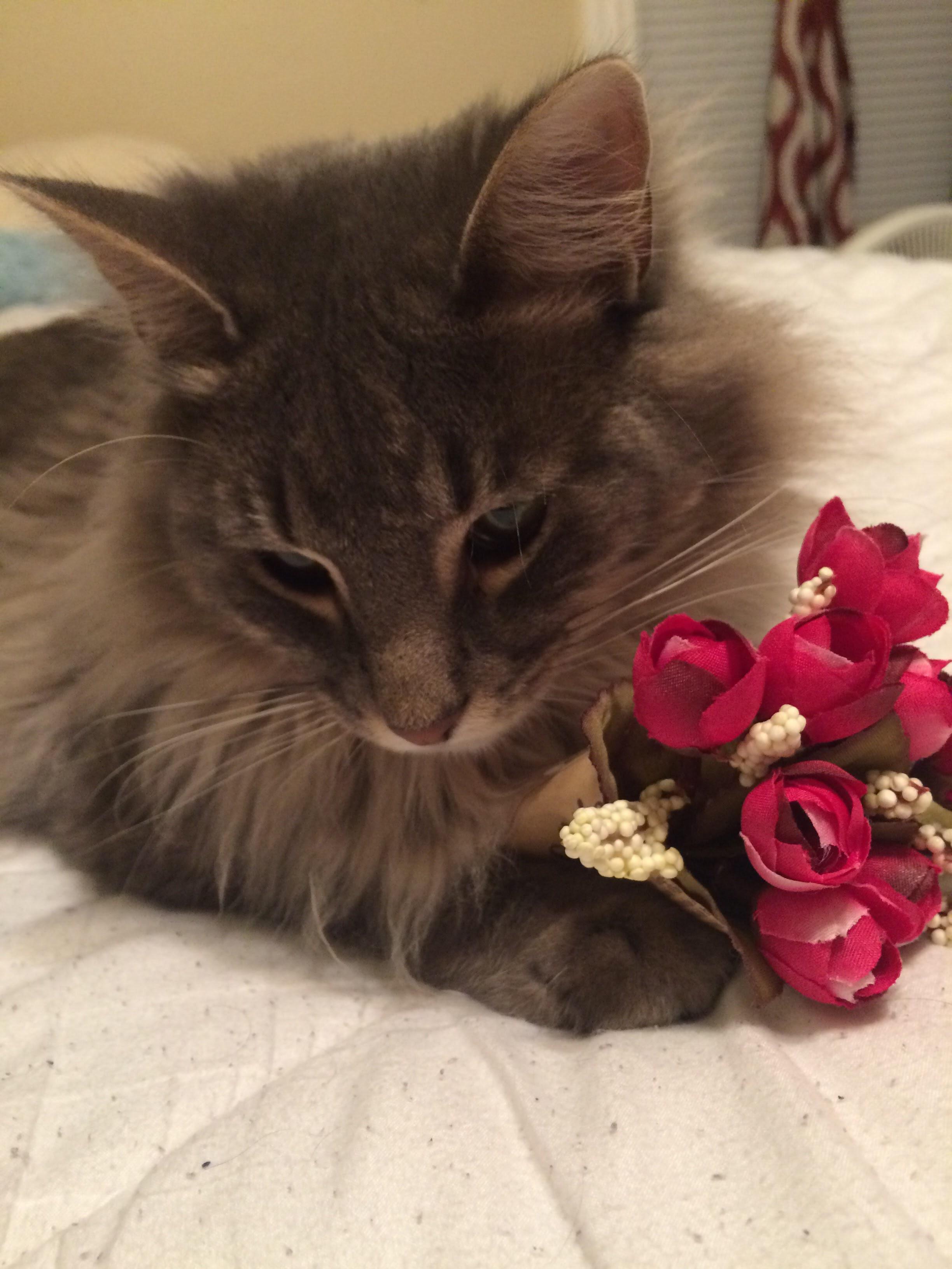 A picture of my sweet lil boy holding some flowers 💐 r/cats