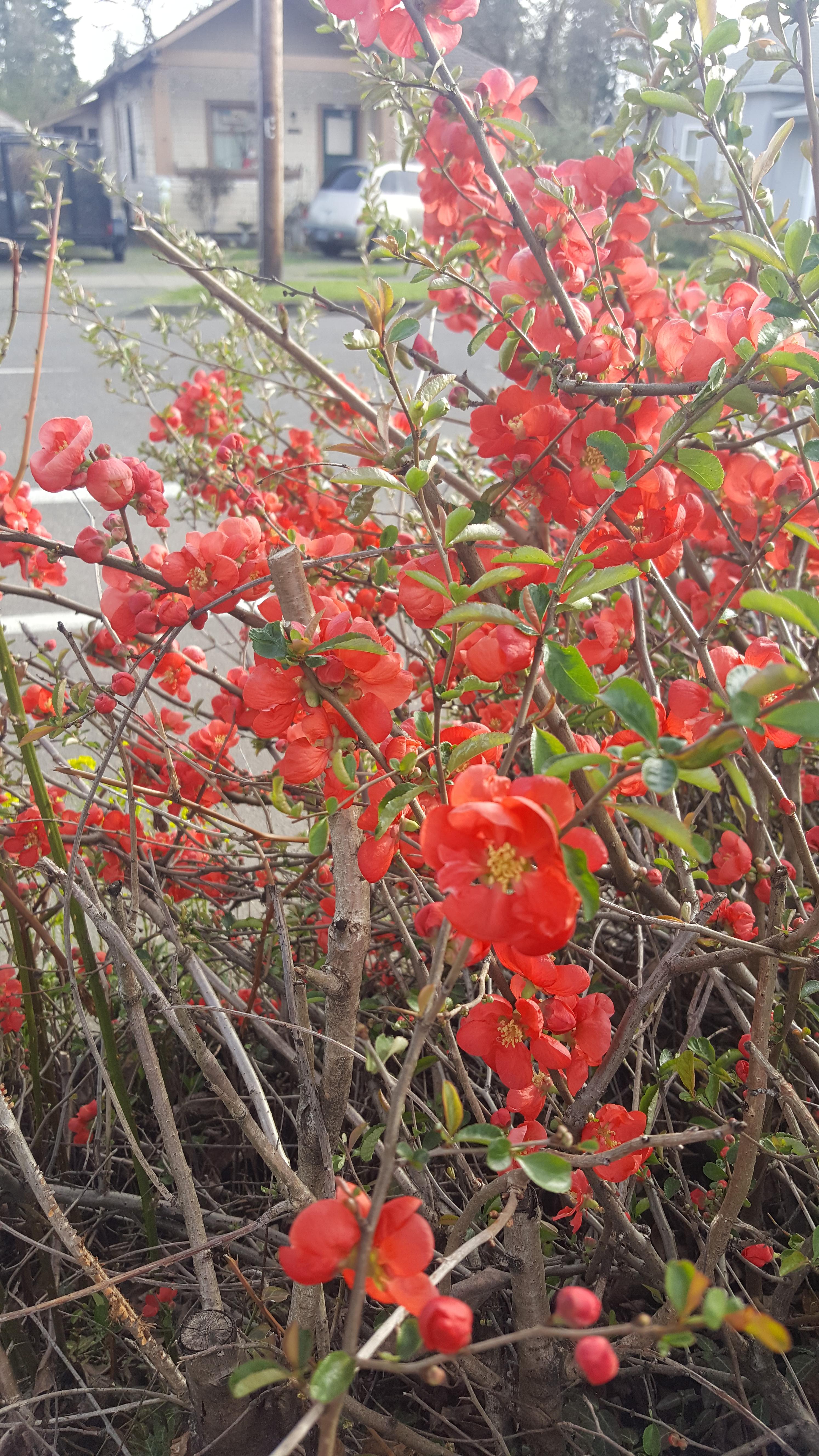 Spotted near Portland, Oregon, a pretty big bush covered in these