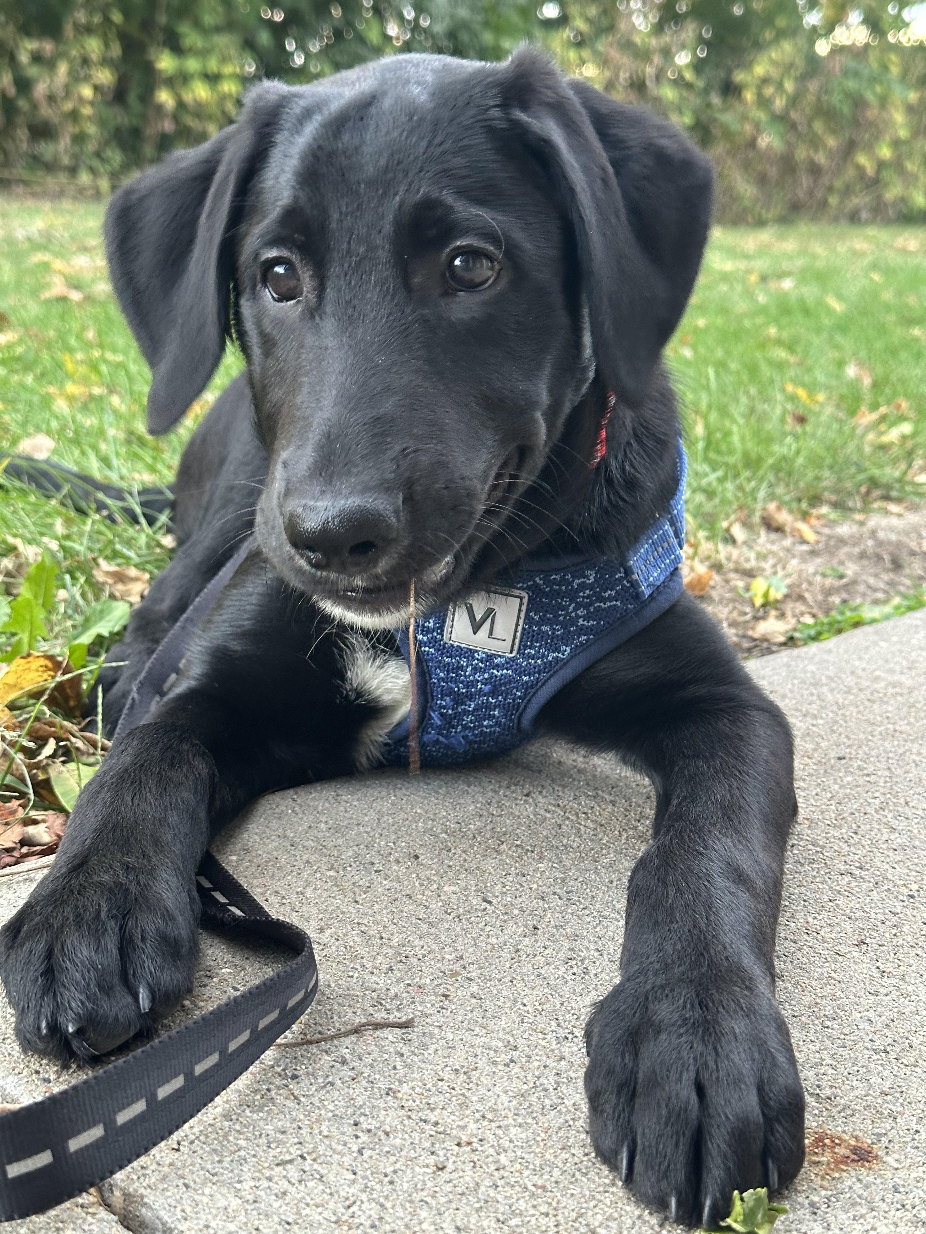 Black Lab Husky Mix Puppies