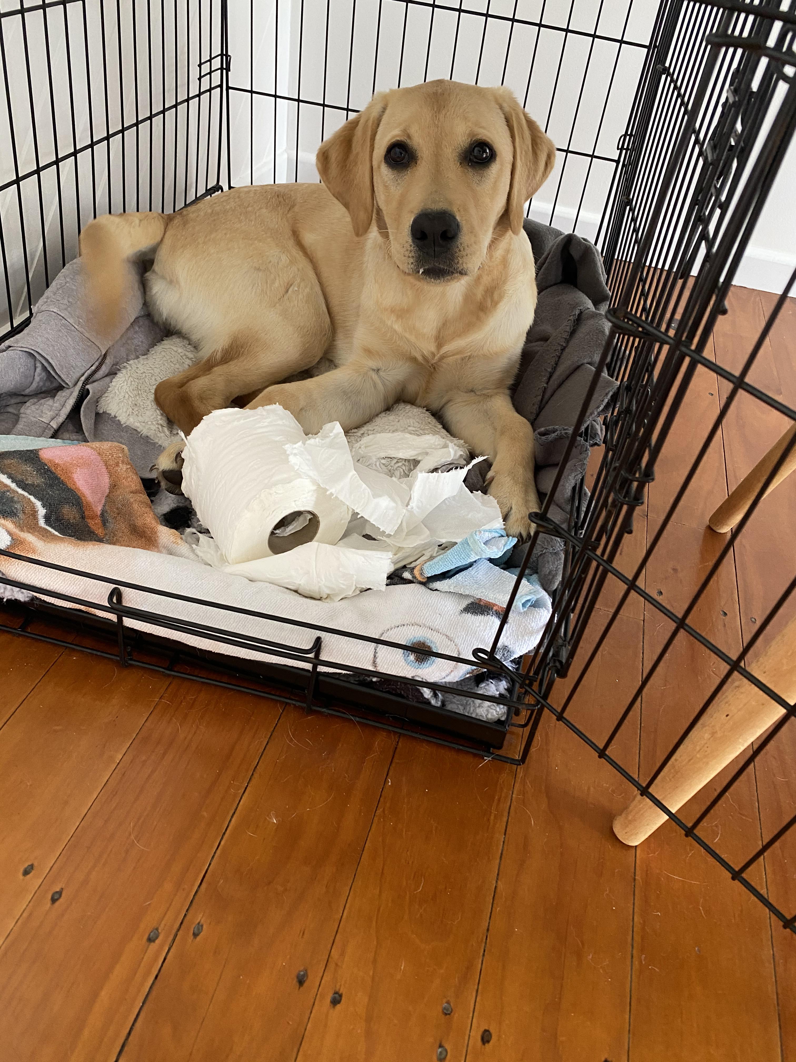 My puppy broke into the safe and stole and chewed toilet paper... Is this a capital offence at