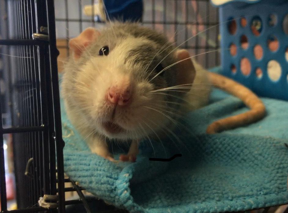 Has anyone introduced a wheel to adult rats that aren't used to one? Do