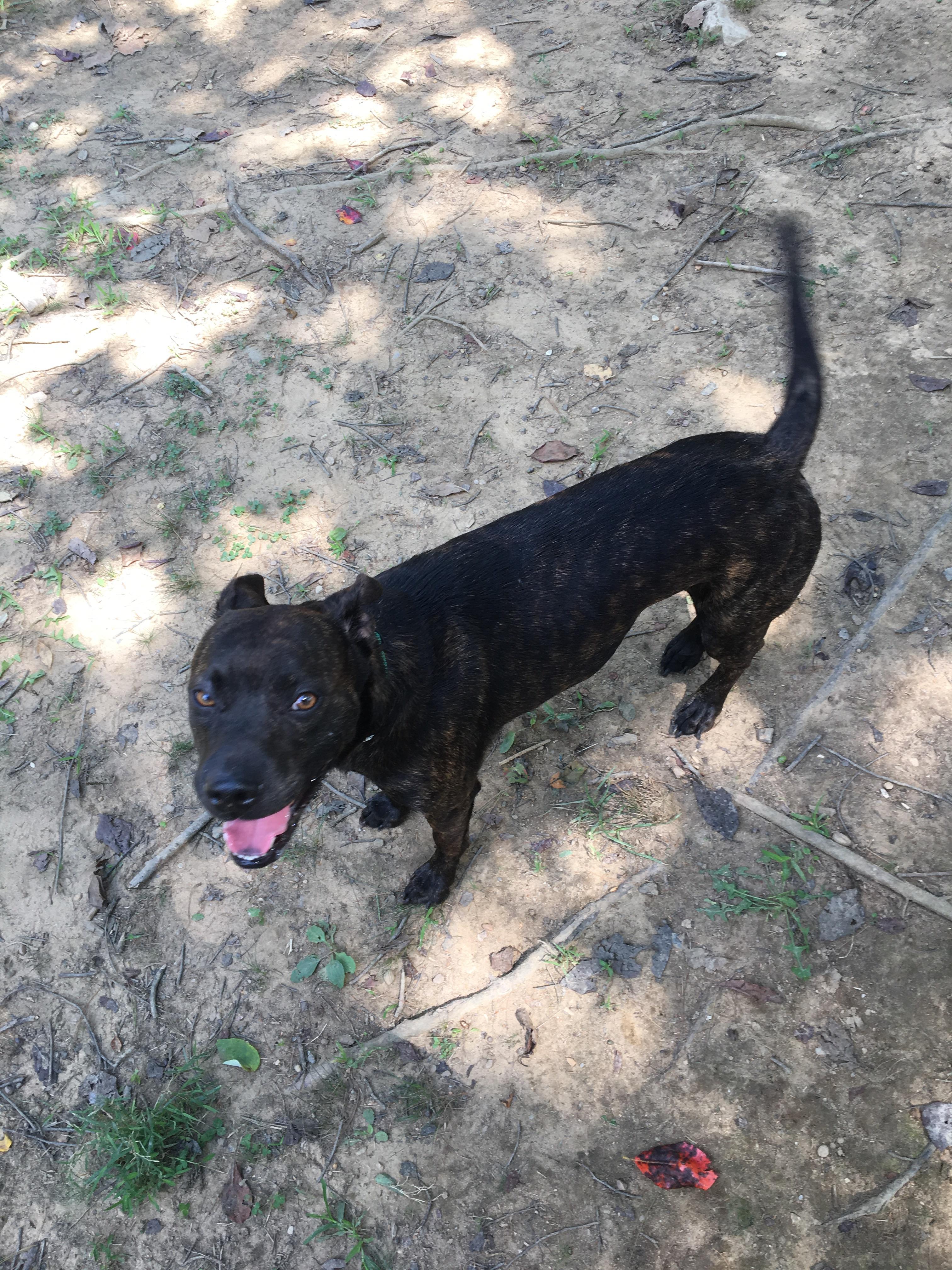 What type of dog? He weighs 40 exactly as of a month ish ago. He is