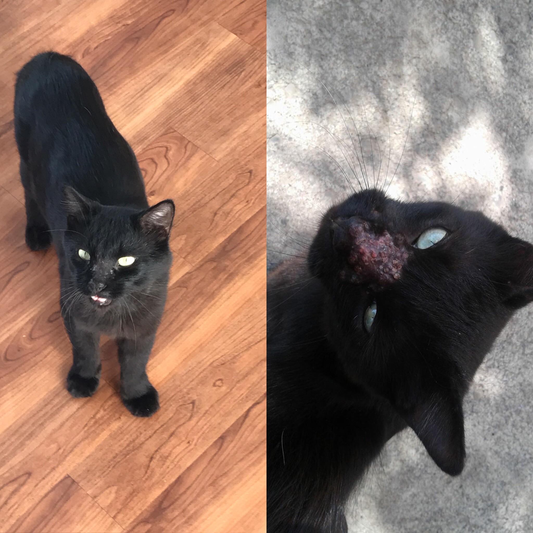 Found this black cat living at Walmart he’s been with me for 3 years