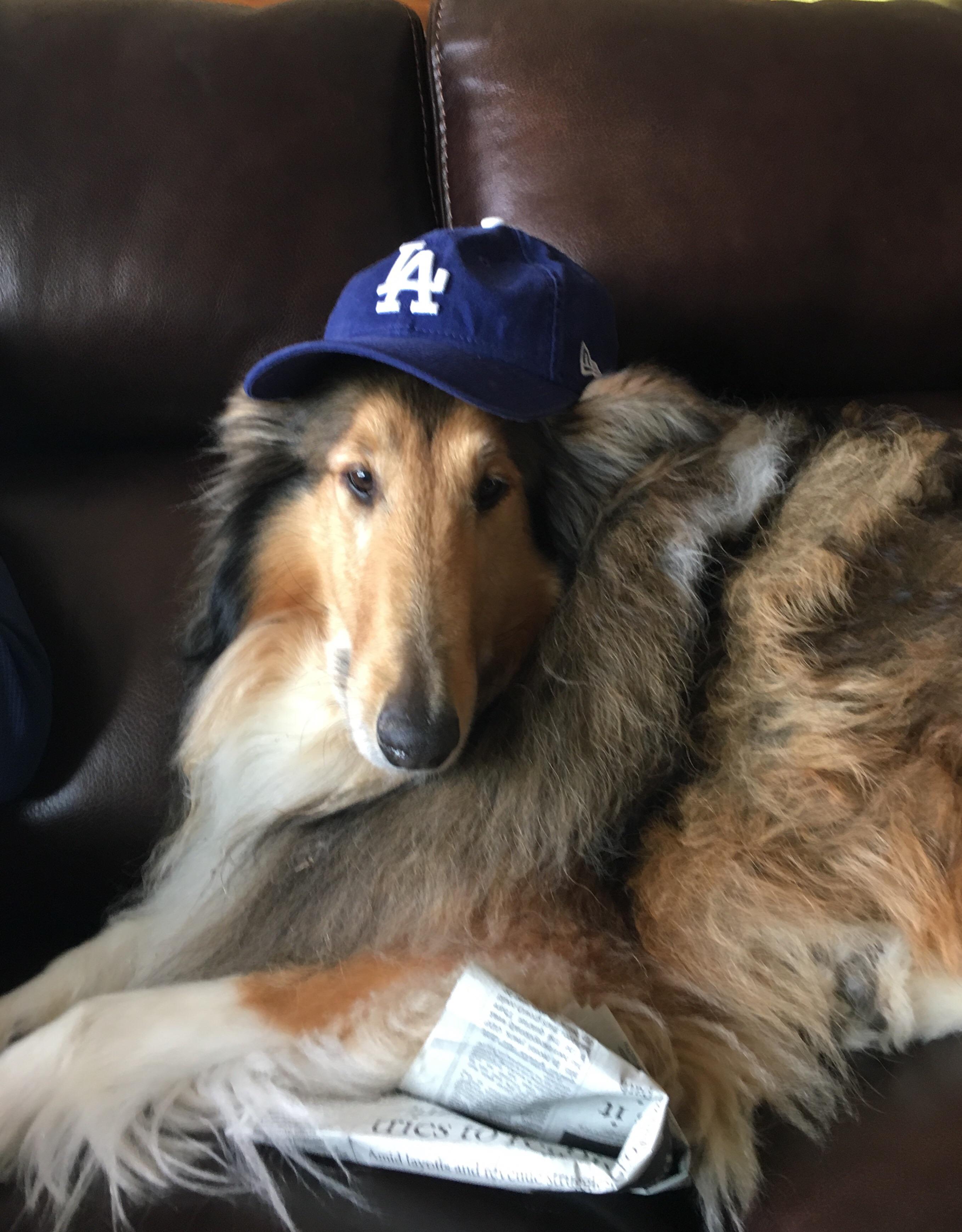 Judah wearing a dodgers hat r/dogswearinghats