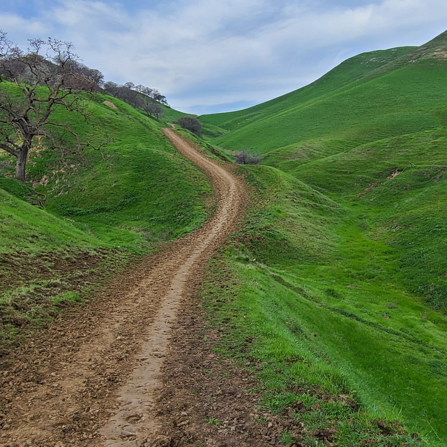 Contra Costa County Cattle Country r/trailporn