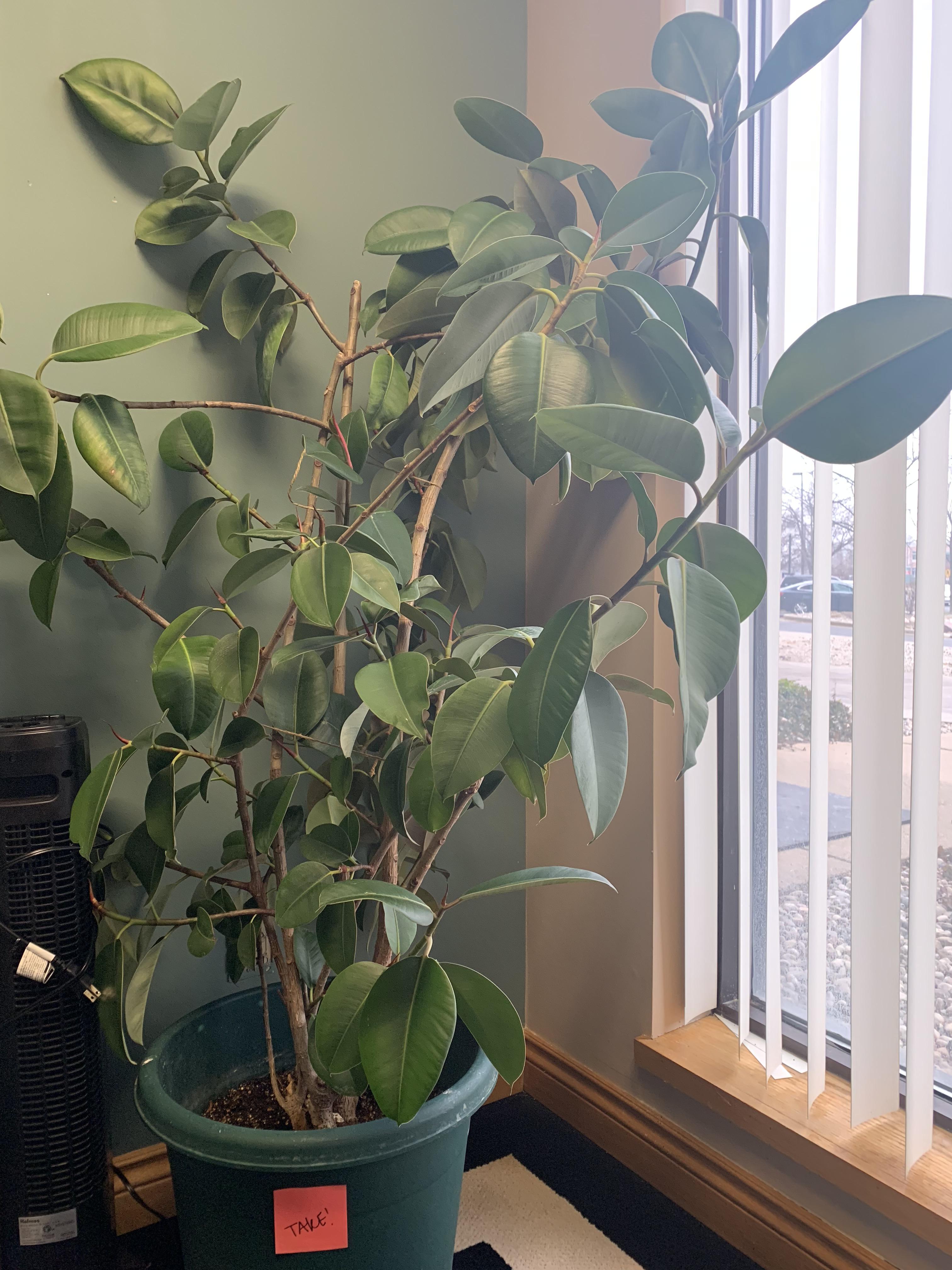 Rubber Plant gone wild. r/houseplants