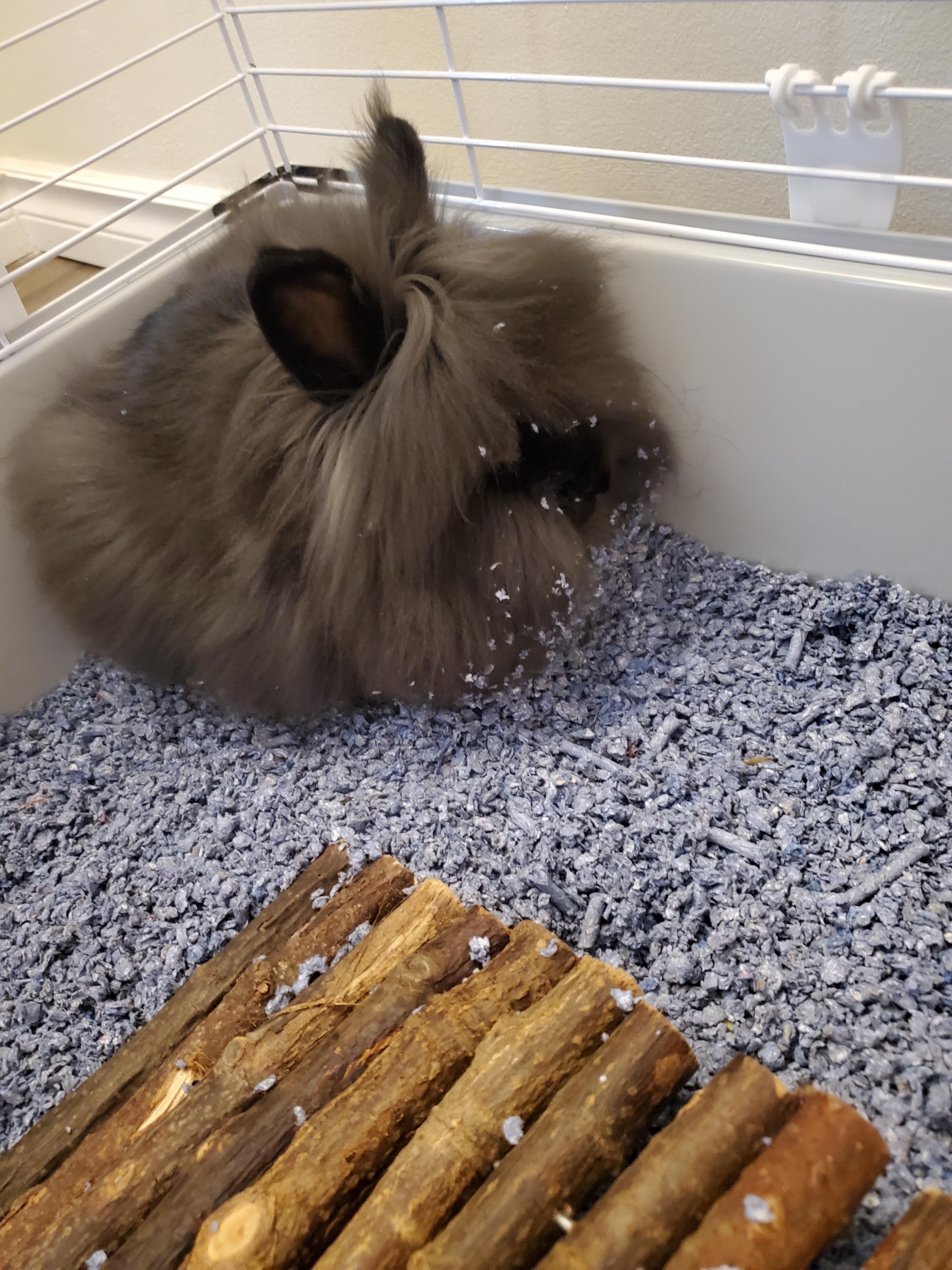 Double mane lionhead r/Rabbits