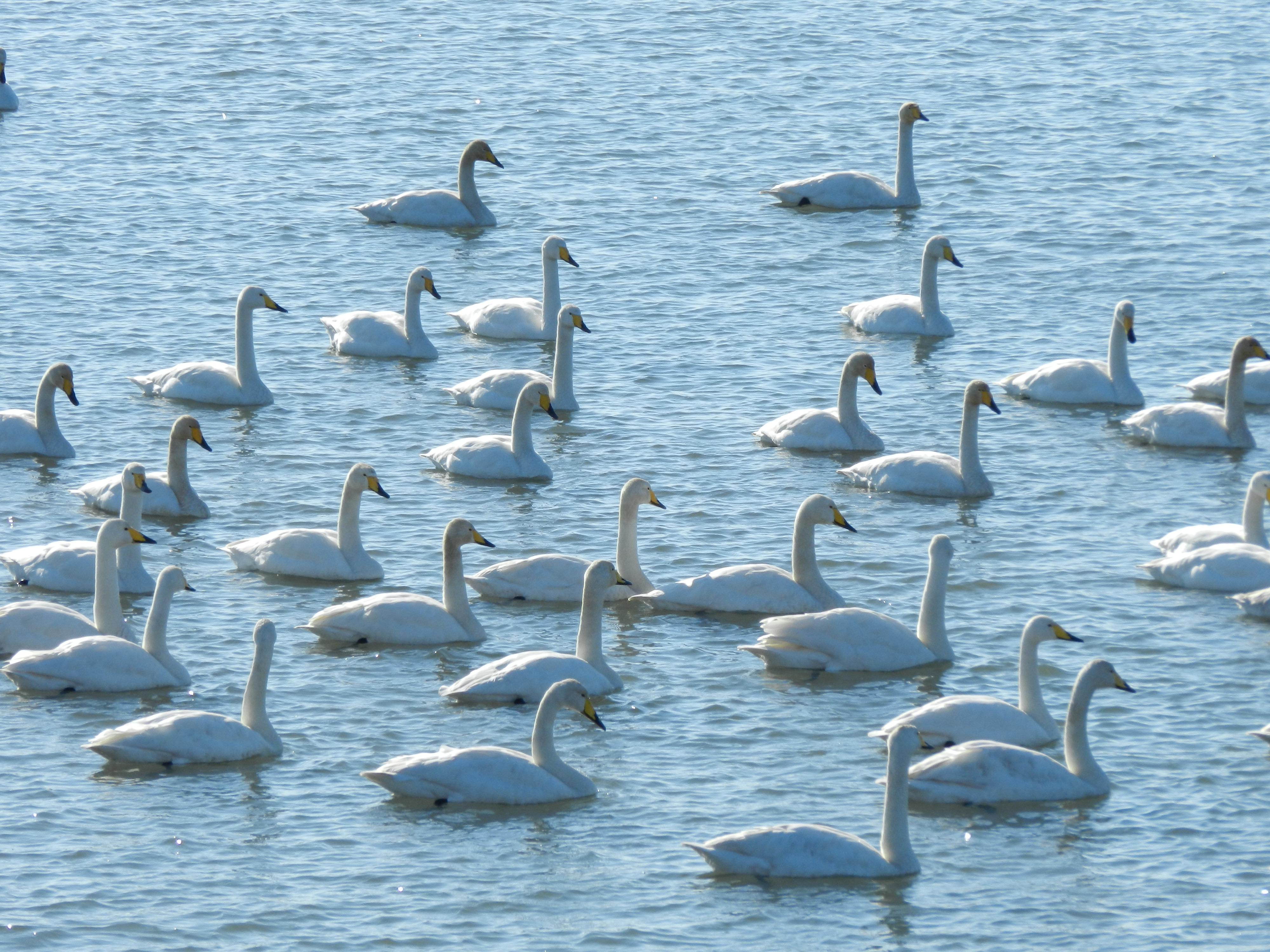 Whooper Swans, Busan S. Korea. r/birding