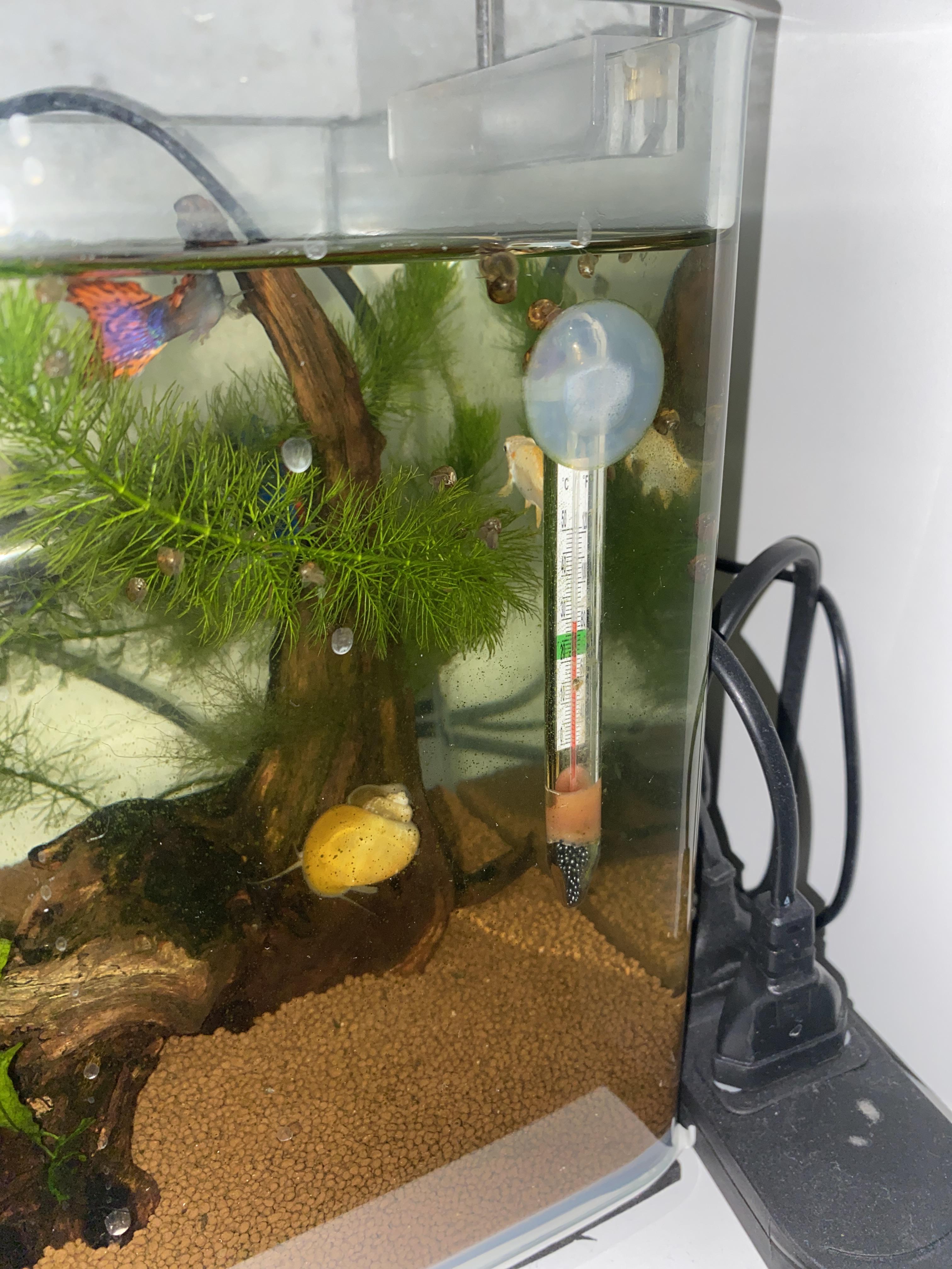 What are the snails? Are they a plague? They just grew from one day to