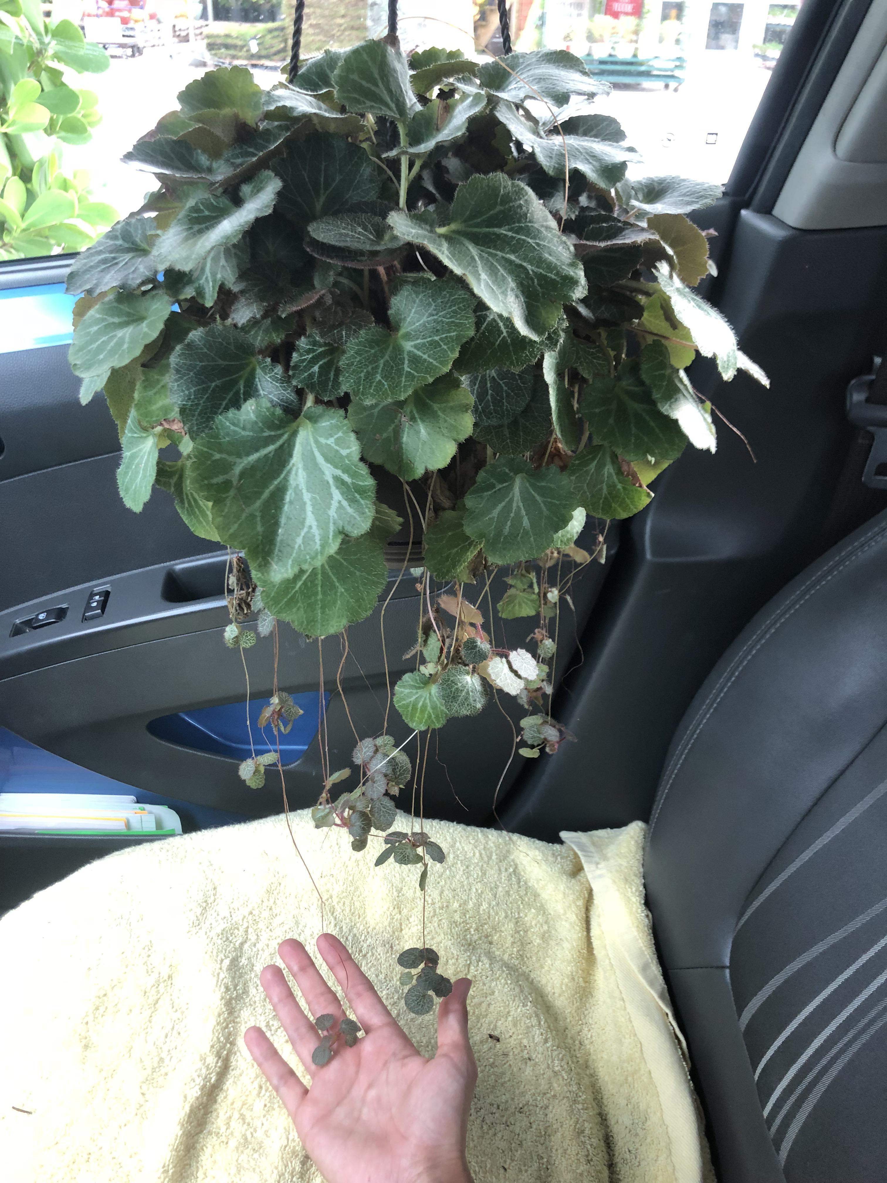 I know it’s lame, but she’s been on the top of my list for so long 😍 I