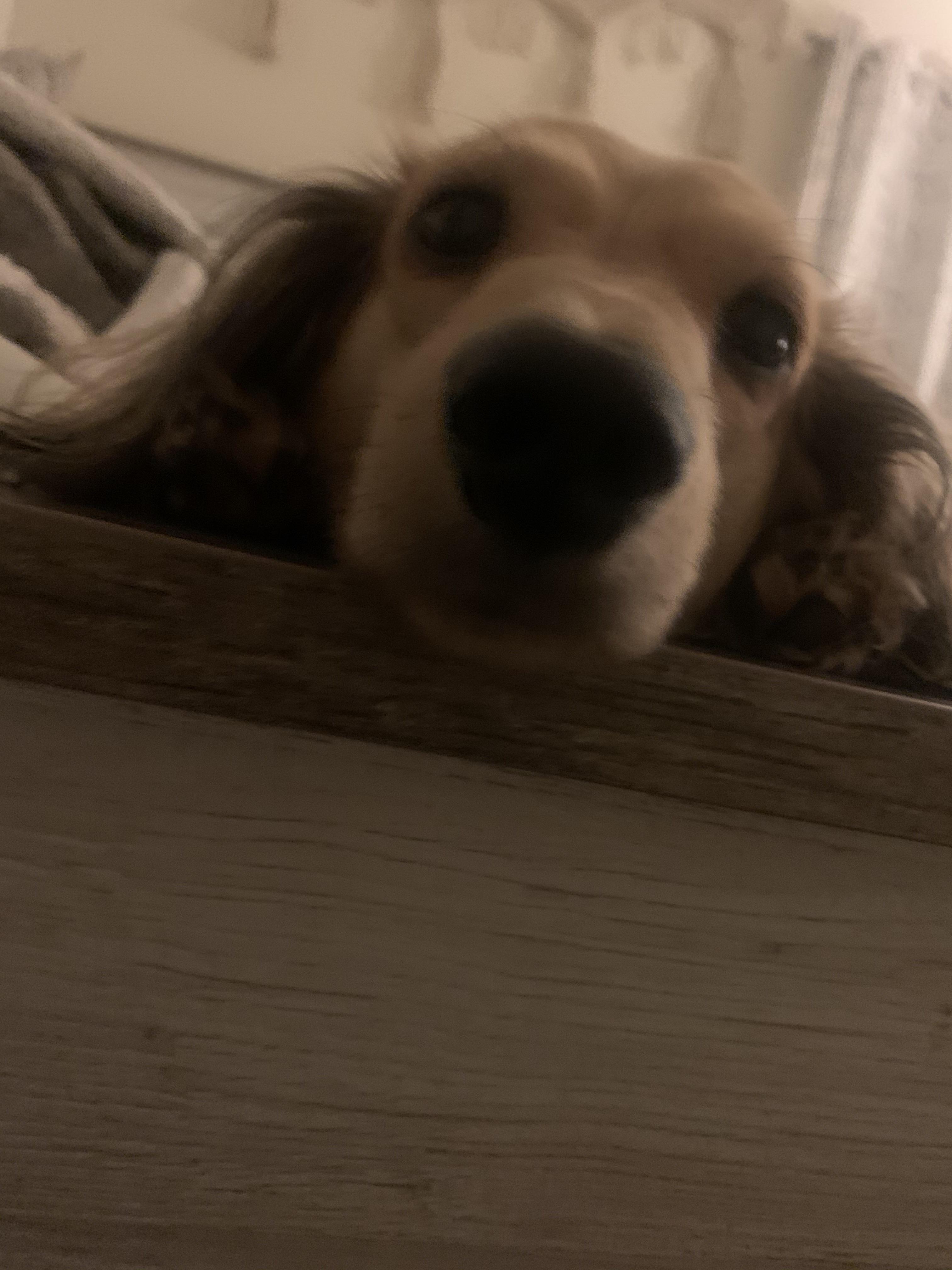 My miniature Dotson, Noodles! r/dogslookingdown