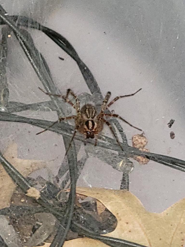 Is this a wolf spider? r/whatsthisbug