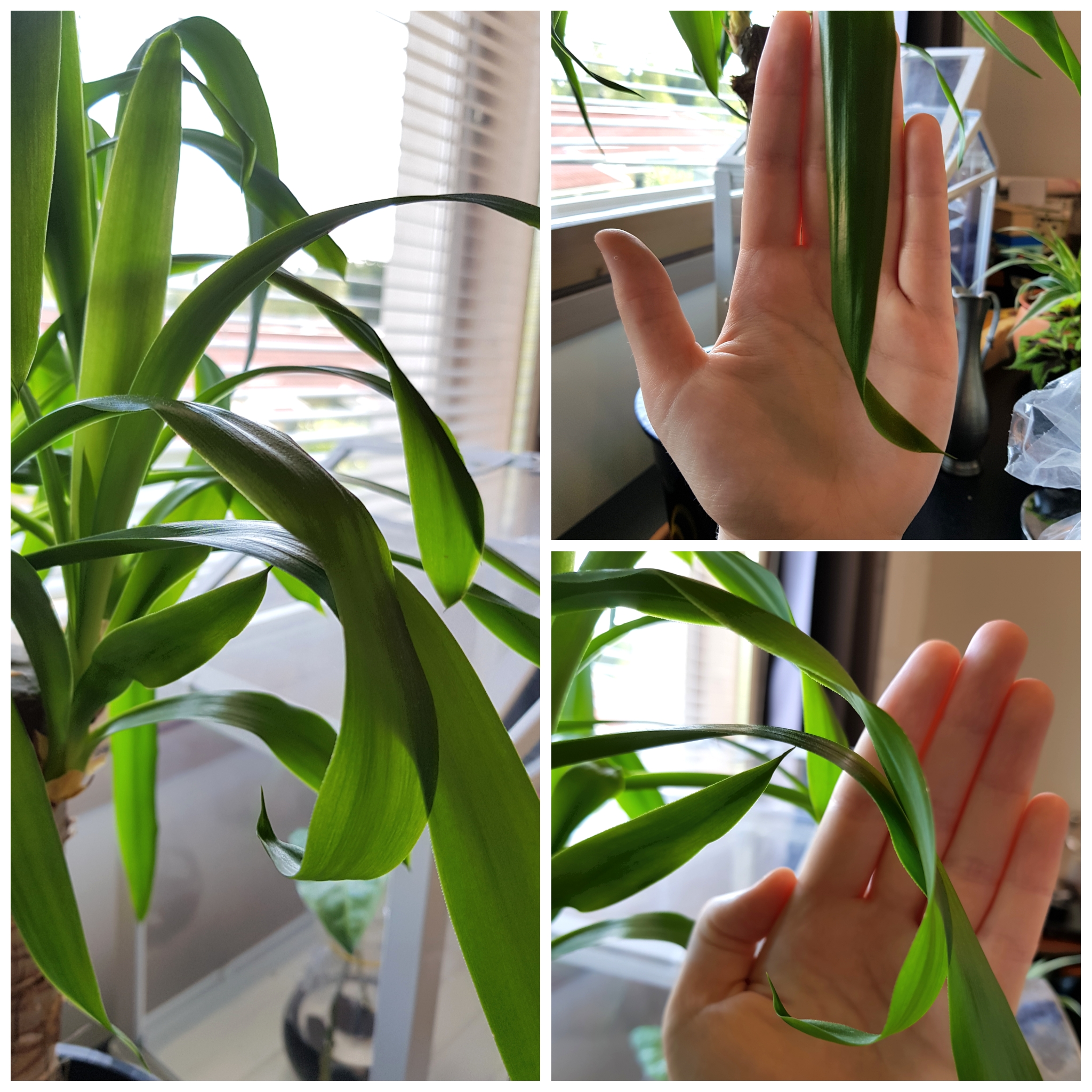 Why are some of my yucca leaves twisting/curling? Otherwise seems