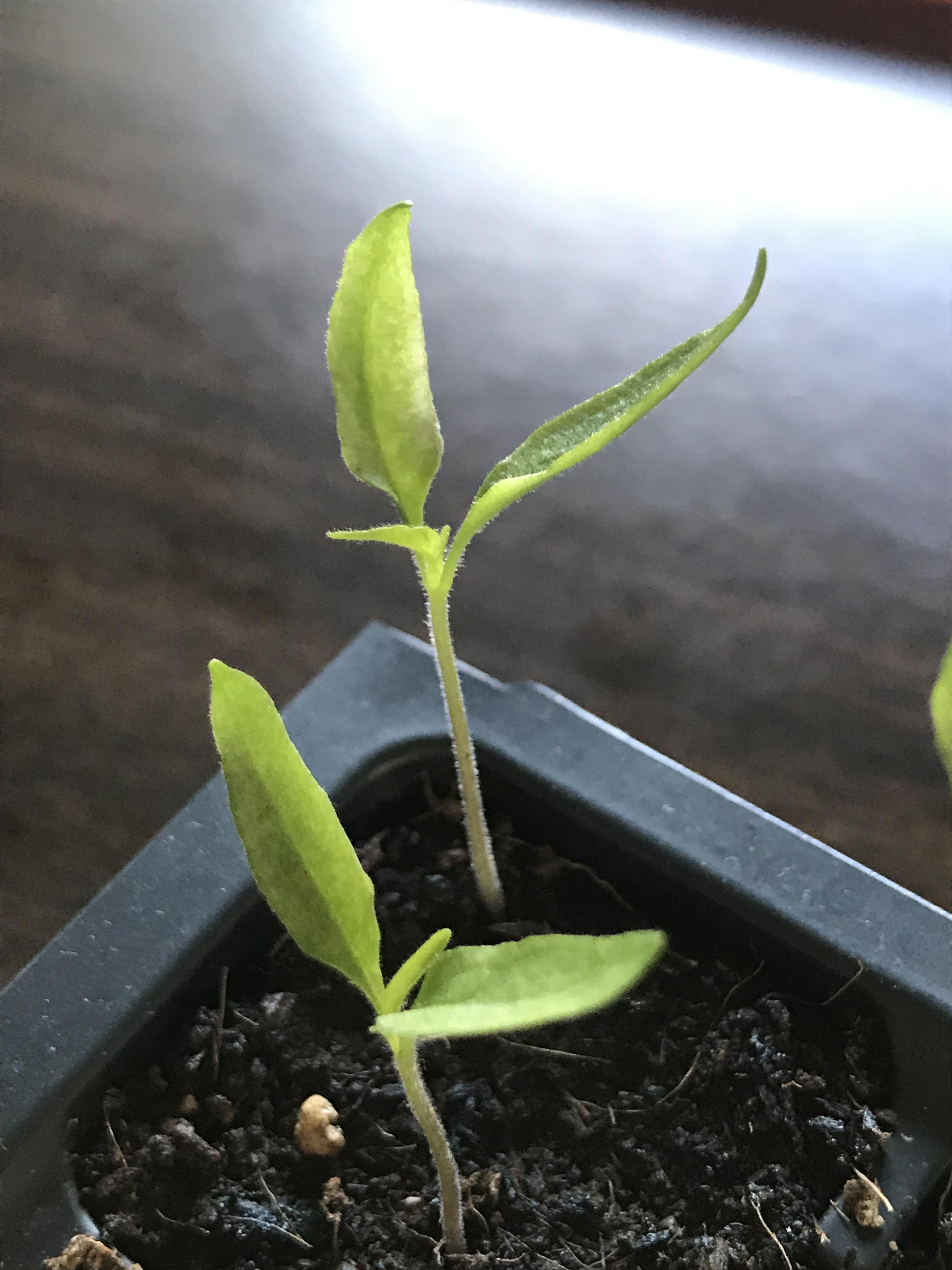 Can seedlings recover from a sunburn? (More info in comments) r