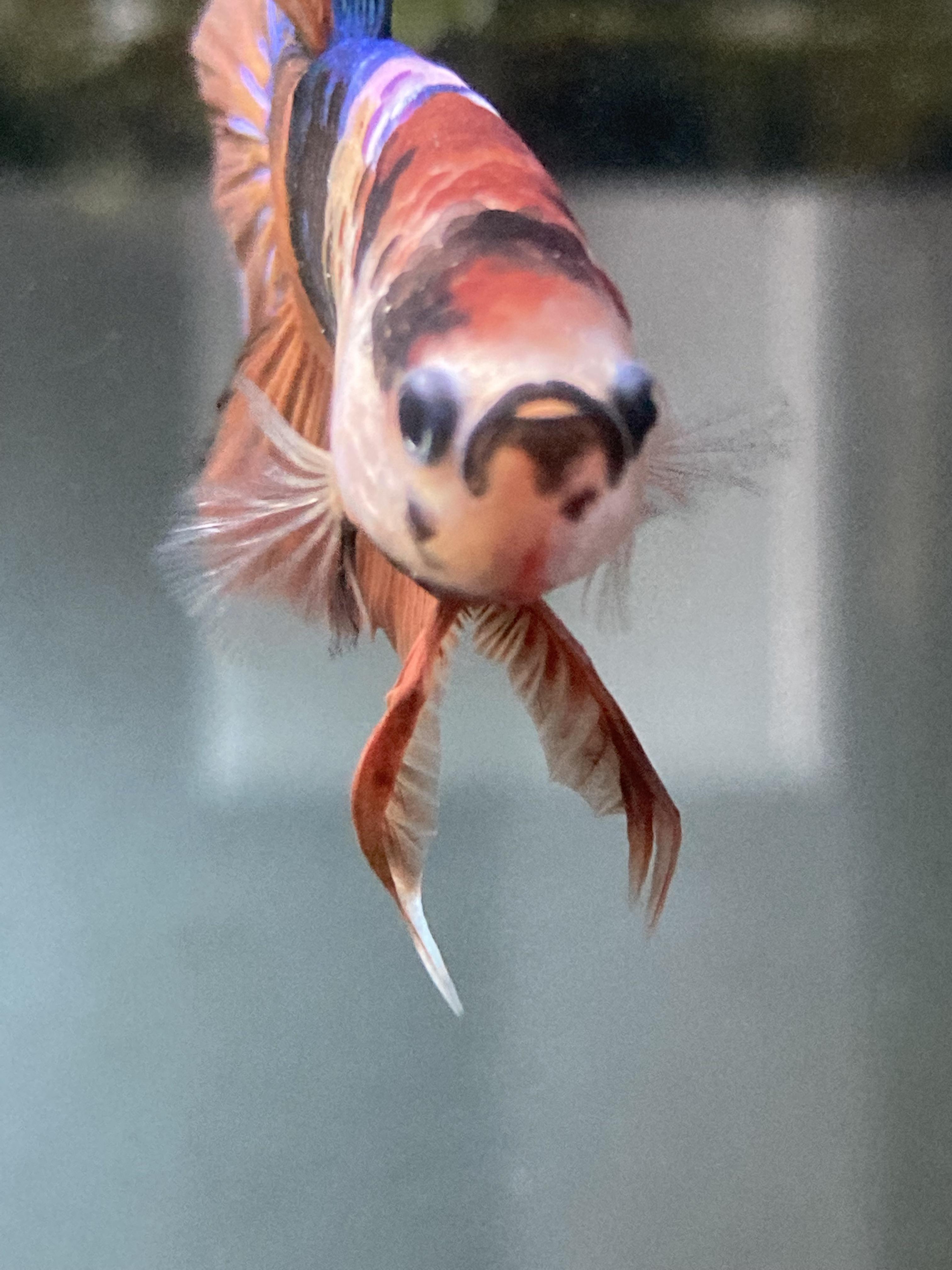 betta ventral fin (info in comments) r/bettafish