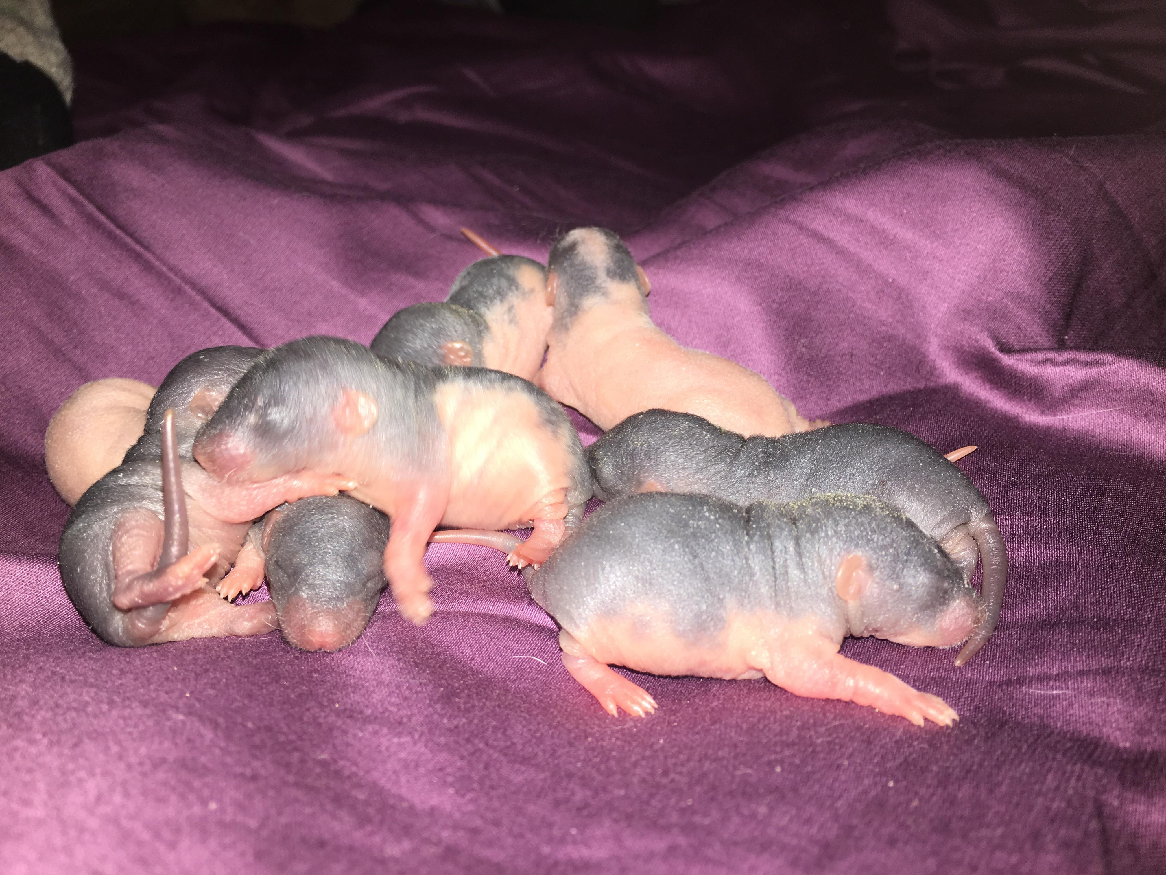 Week old ratters r/RATS
