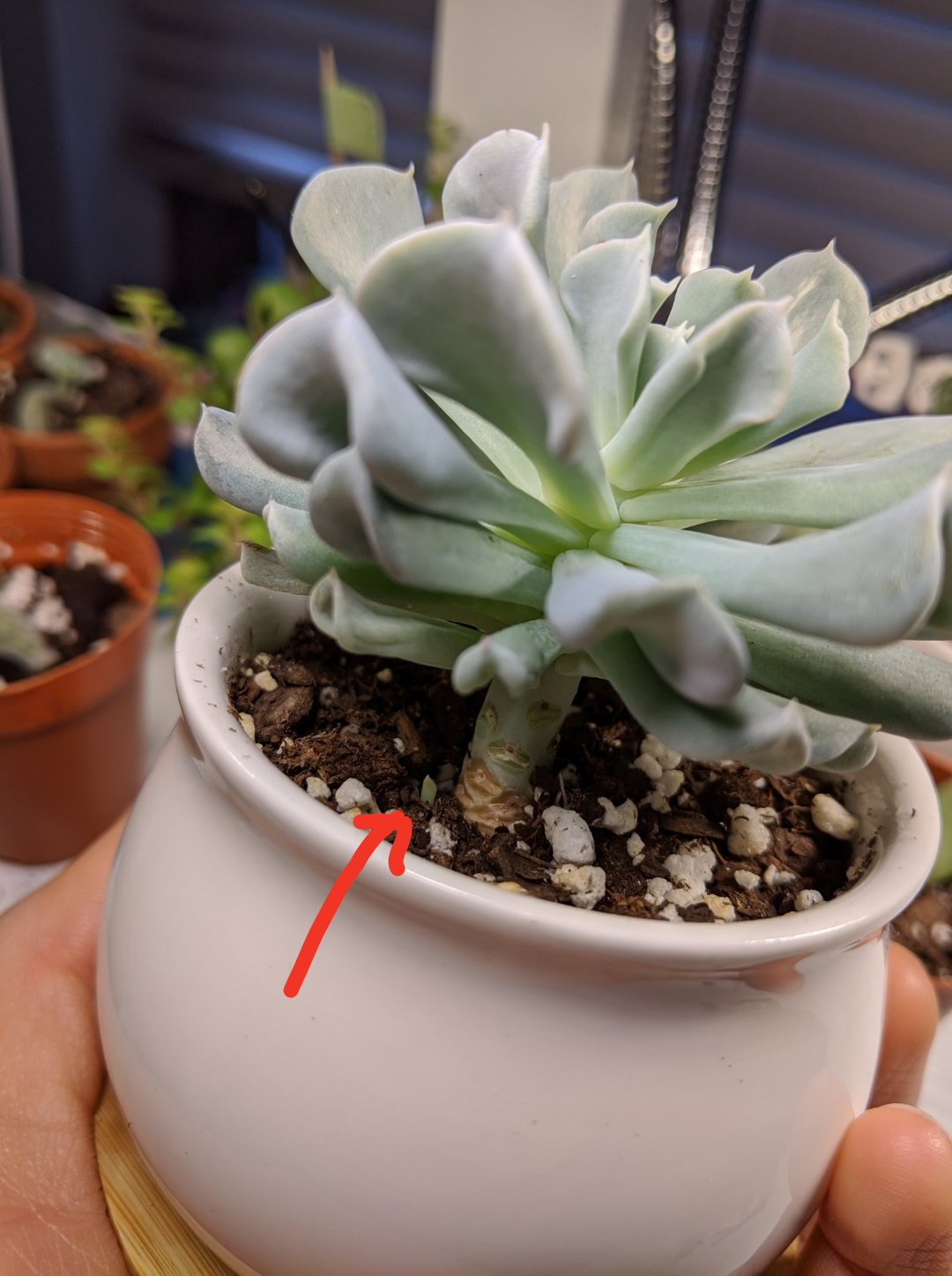 left my succulents without grow lights for 9 days while i was visiting