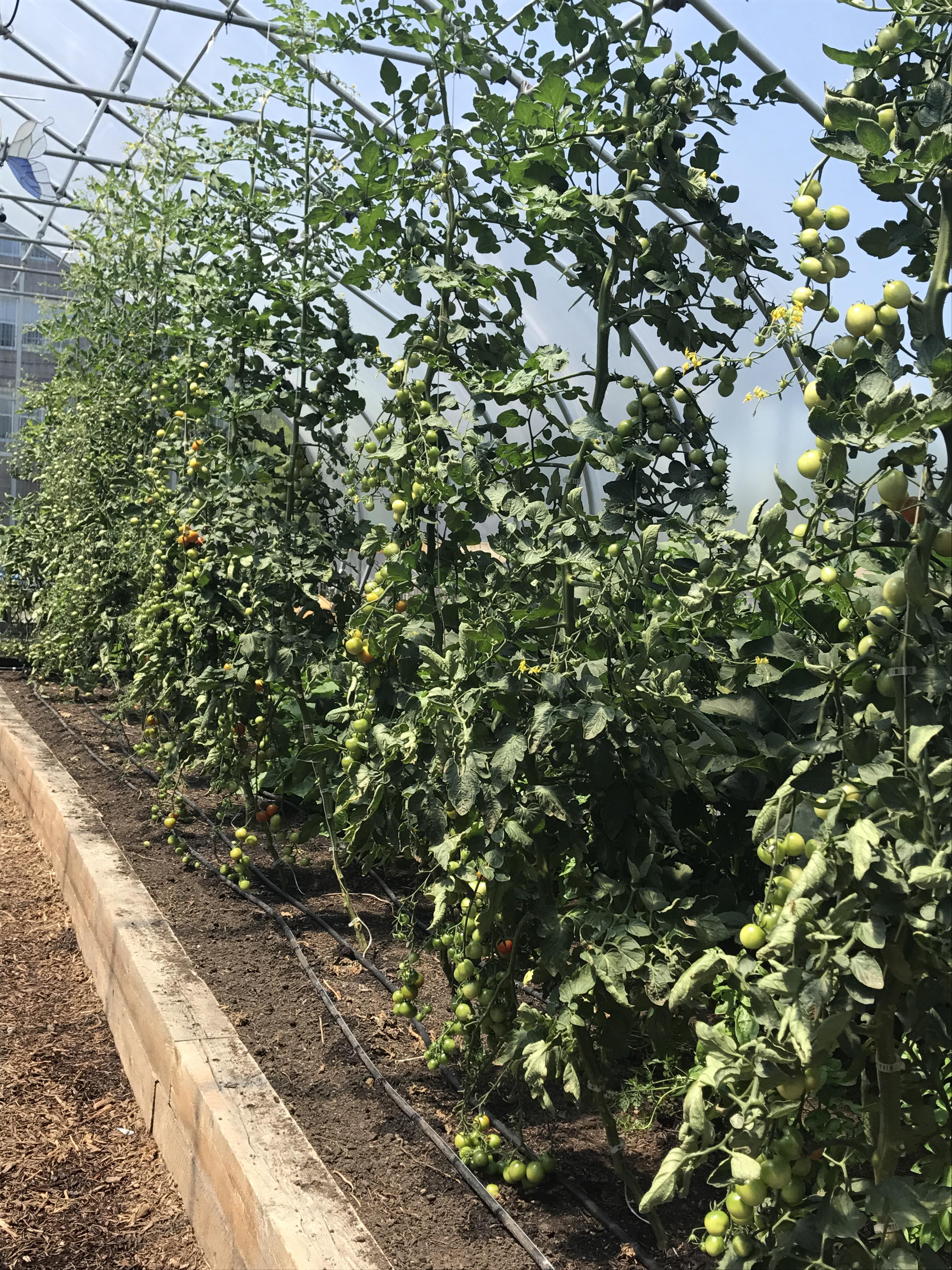 13 foot tomato plants at a community garden on the west side of Chicago