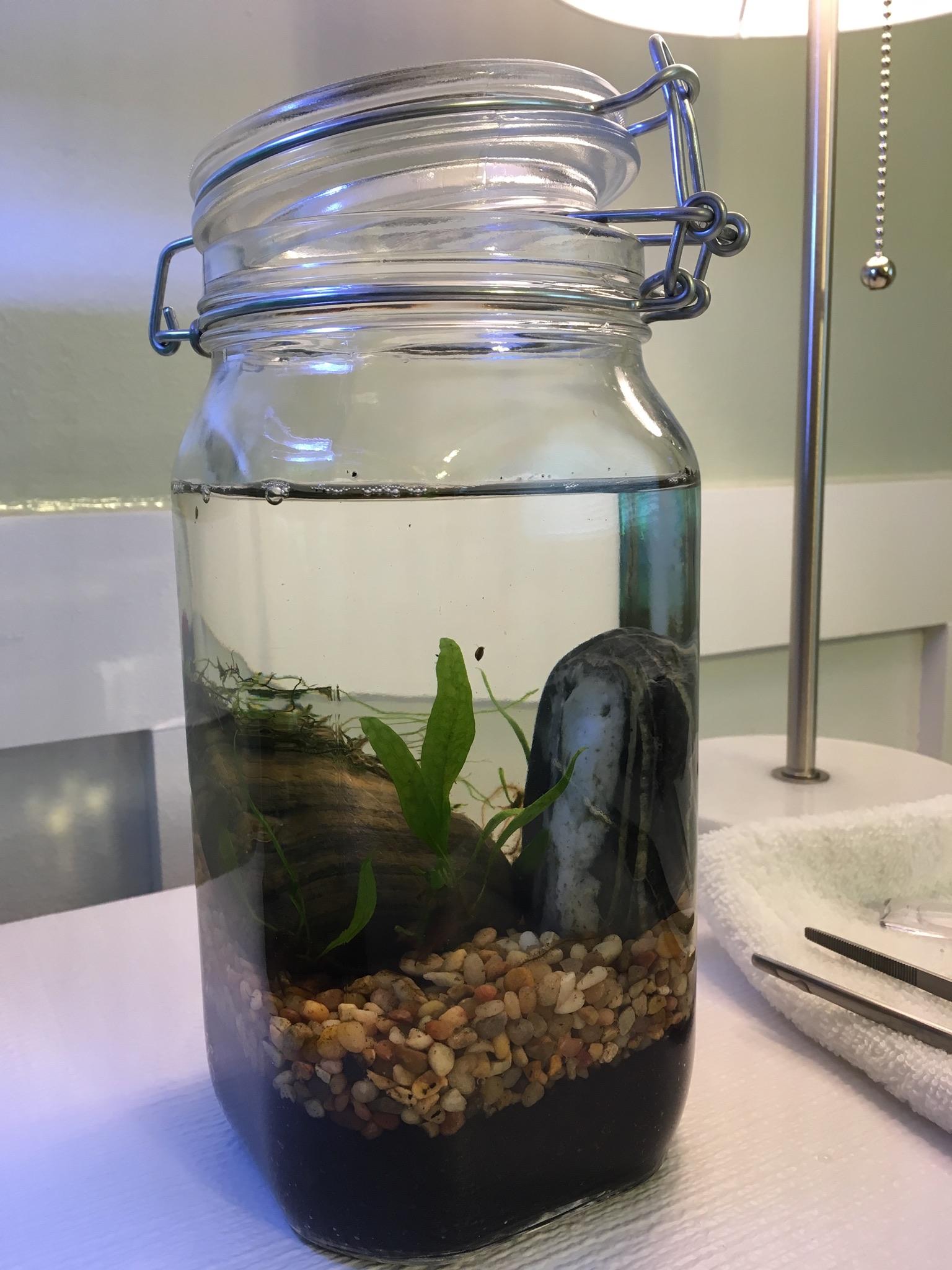 Beginner's jar with java moss, java fern babies, and three bladder