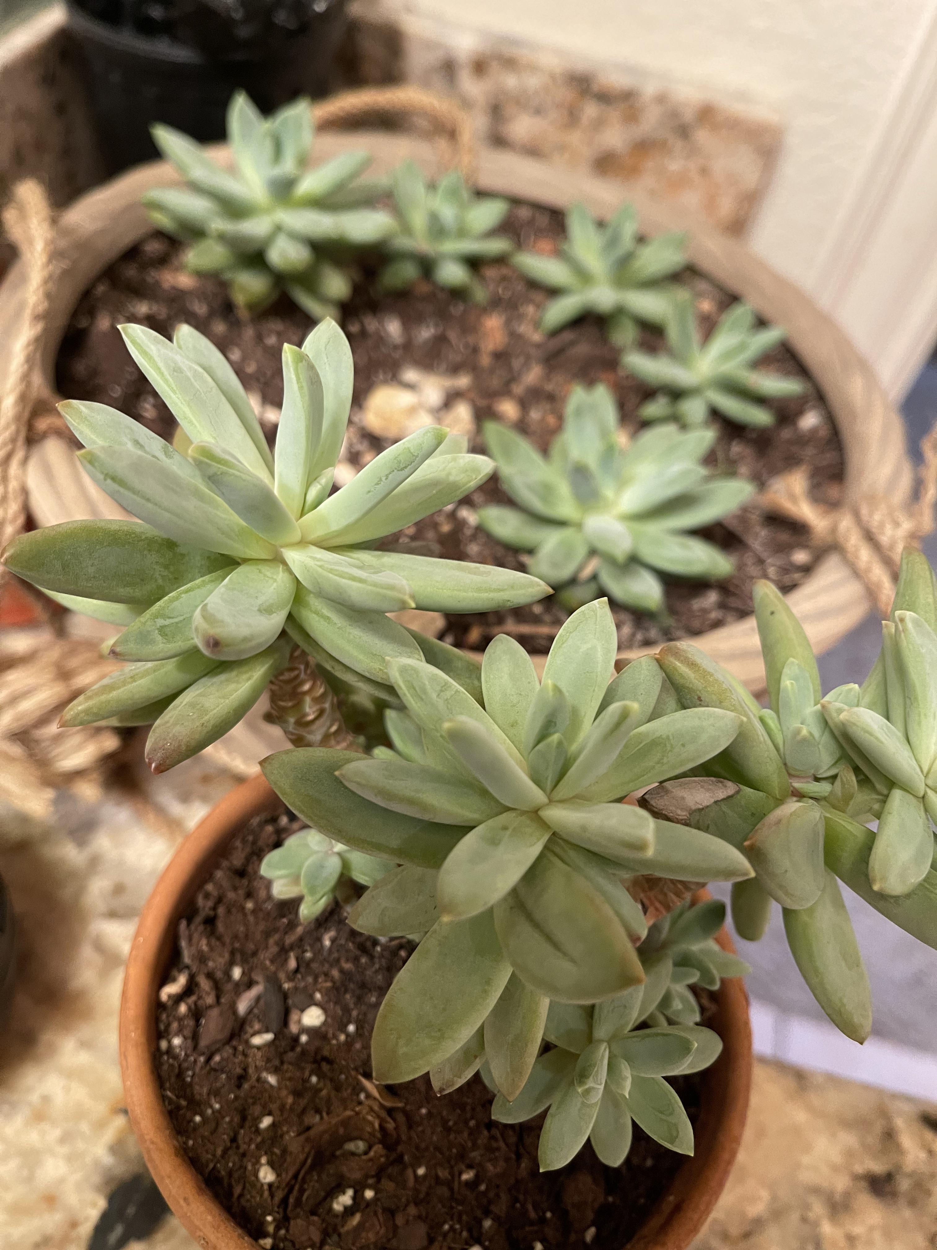 Help! Need Grow Light r/succulents