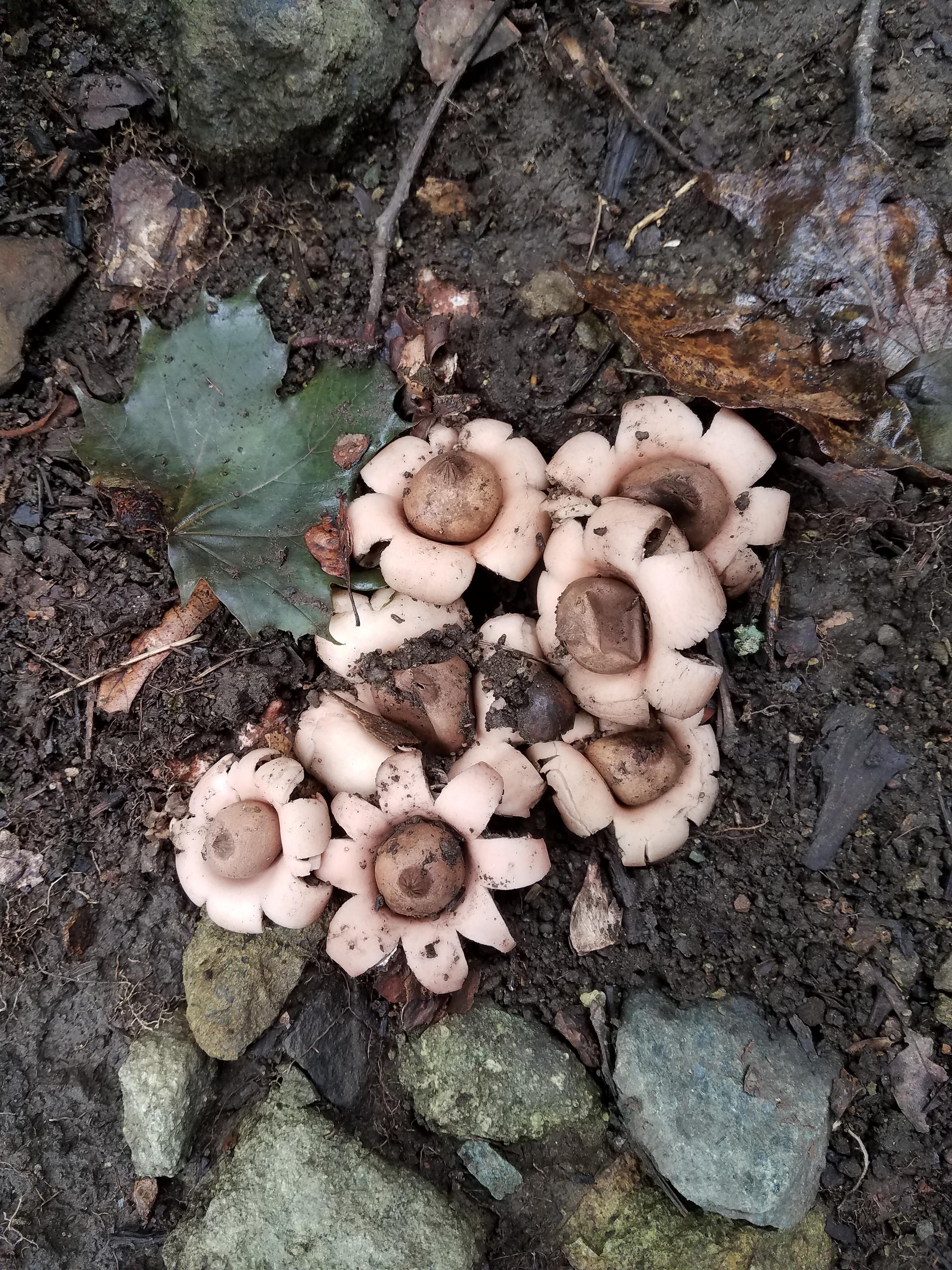 Acorn Flower Mushrooms? what are these? r/mycology
