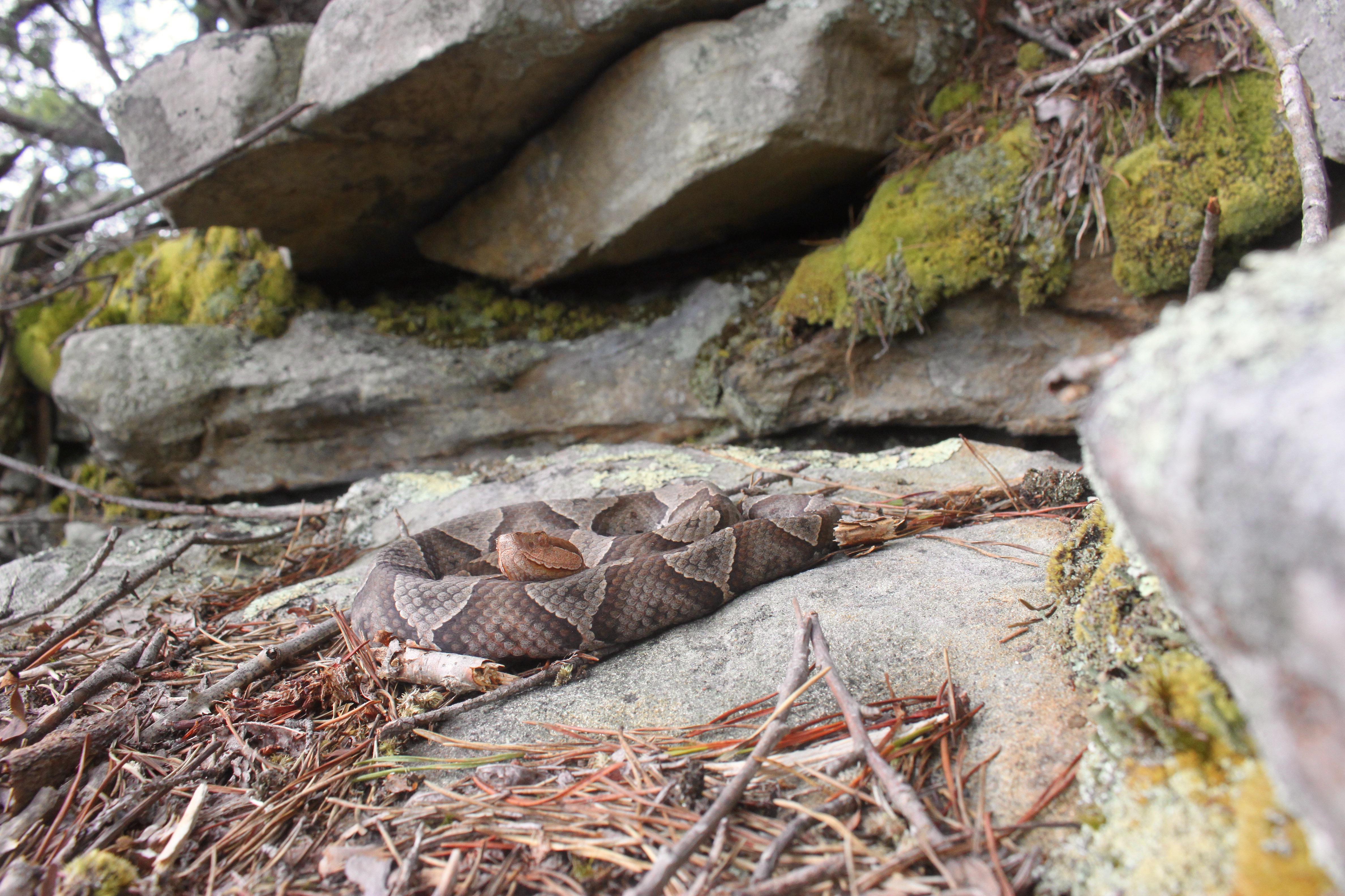 Copperhead I found today in Tennessee. r/snakes