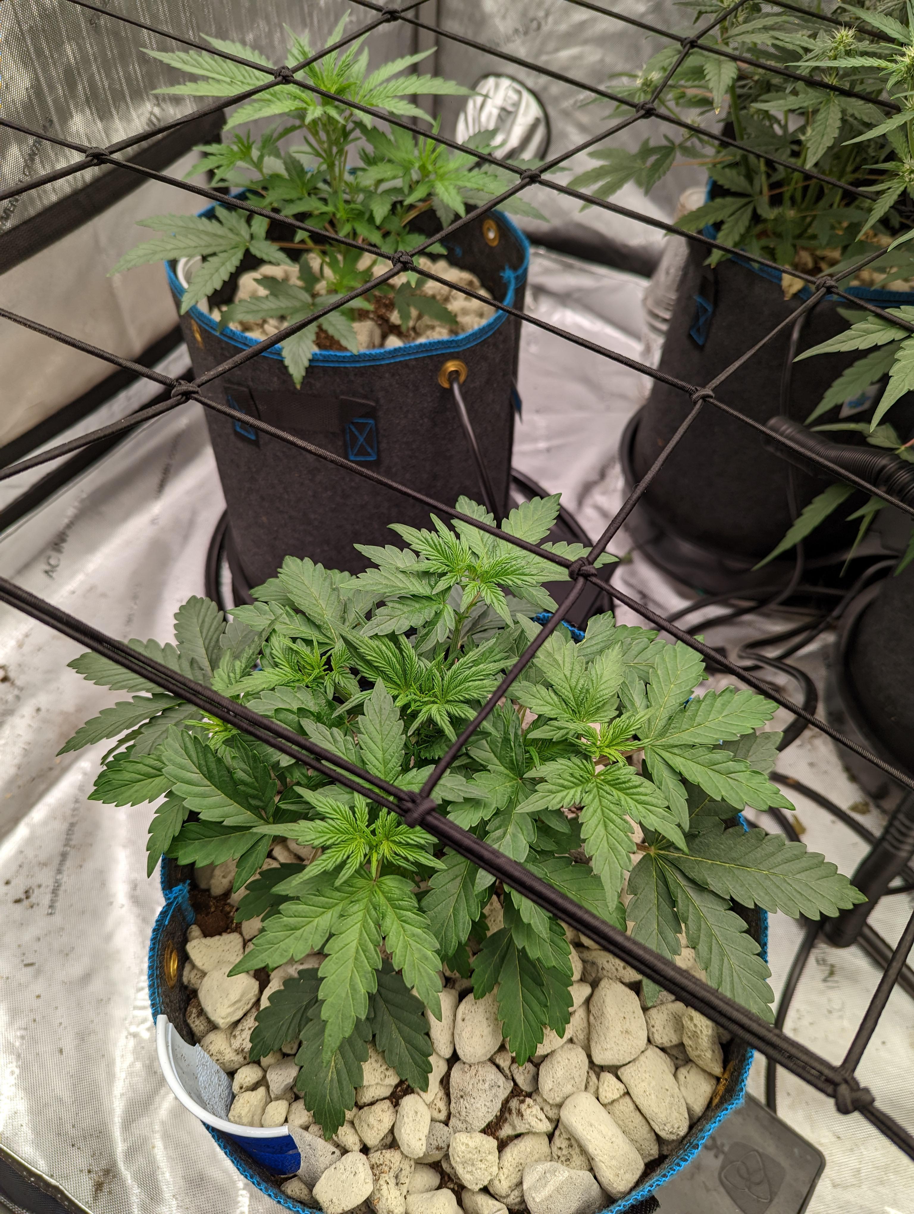 112 best r/autopot images on Pholder | Switched from coco to living