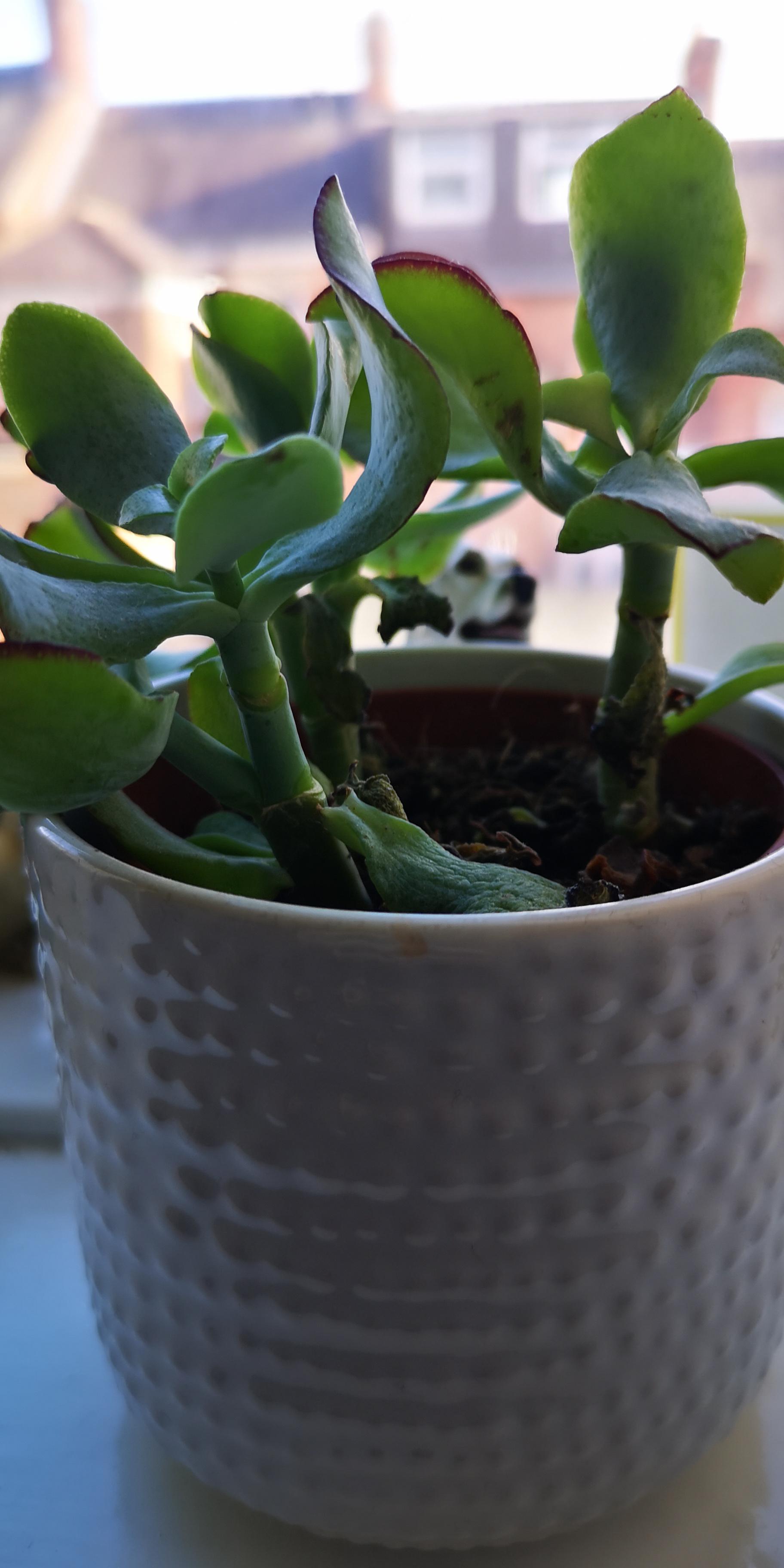 is my succulent dying? what can I do to help it?