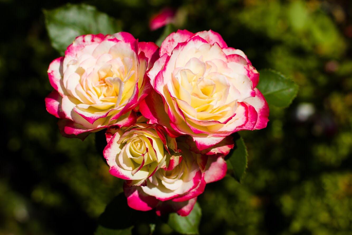 roses from Deep Cut Gardens in NJ r/flowers