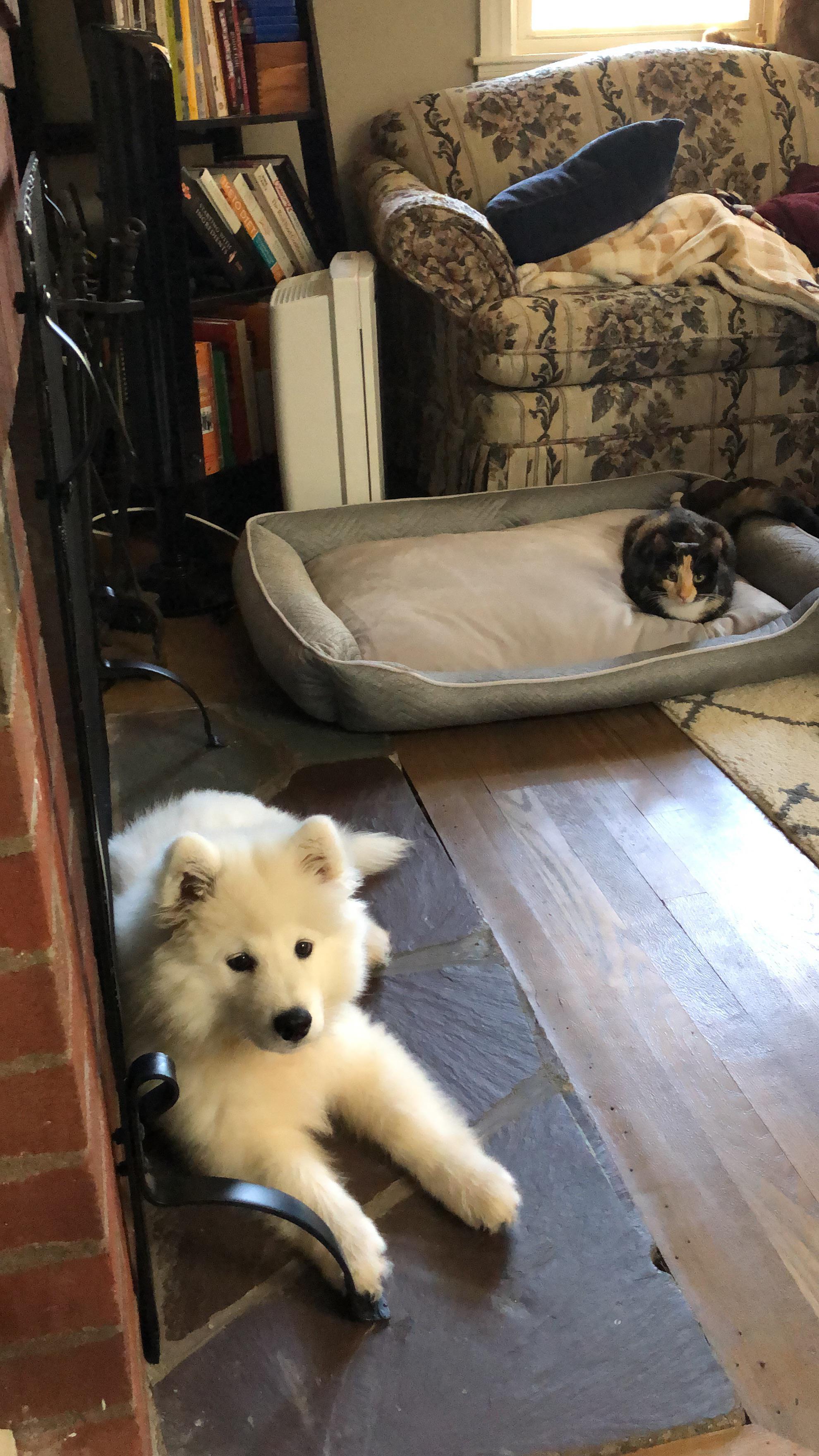 Ogi prefers cold stone over his dog bed, but the bed is not going to