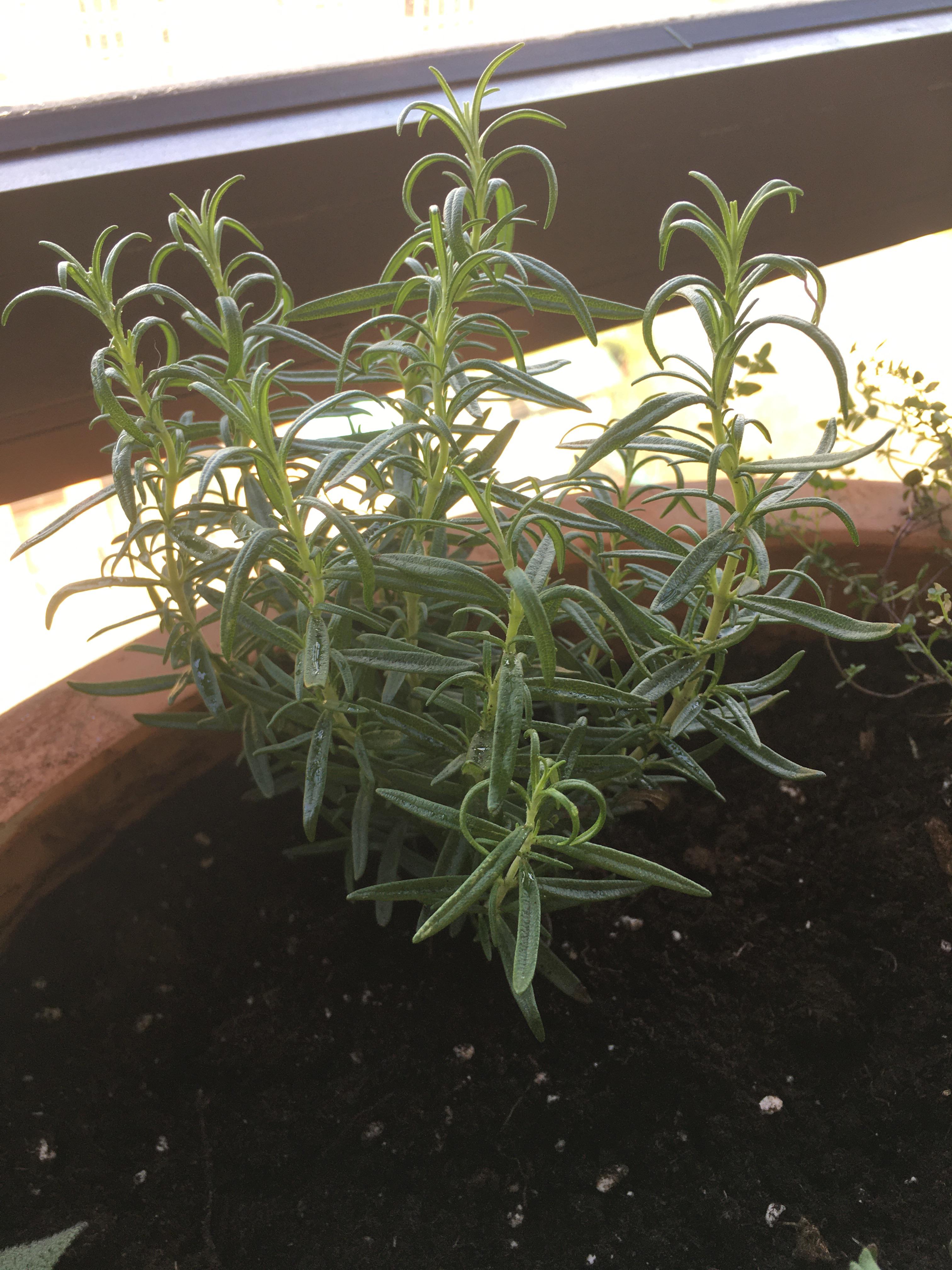 What is wrong with my rosemary? Those curleddown green leaves make me