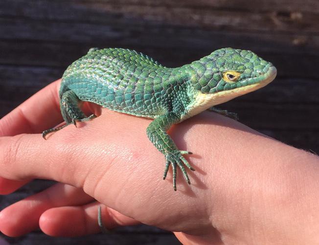 Dahlia, the Abronia Graminea (Mexican Alligator Lizard) r/reptiles