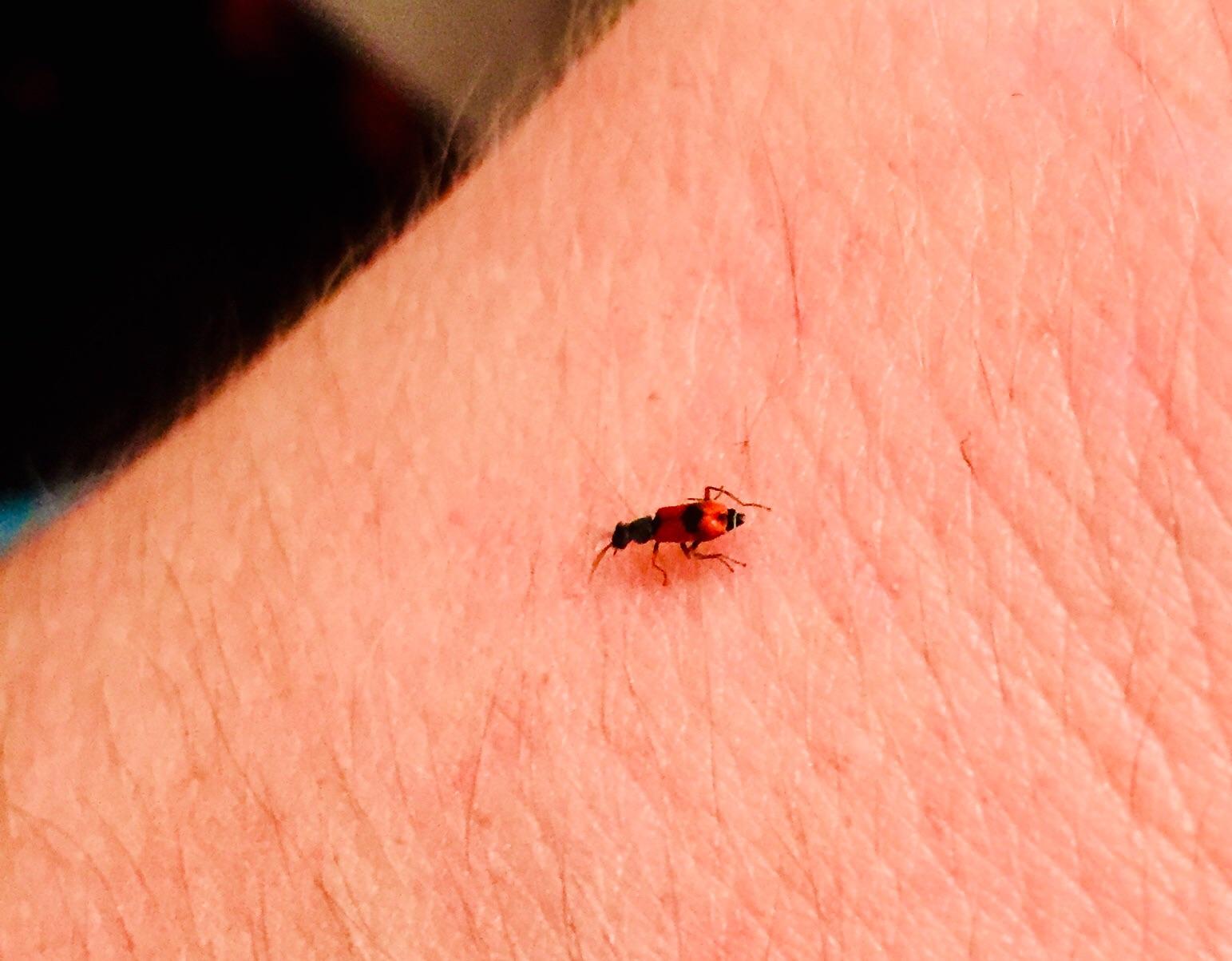 I found this baby bug in my shower tonight trying to stay dry. Managed