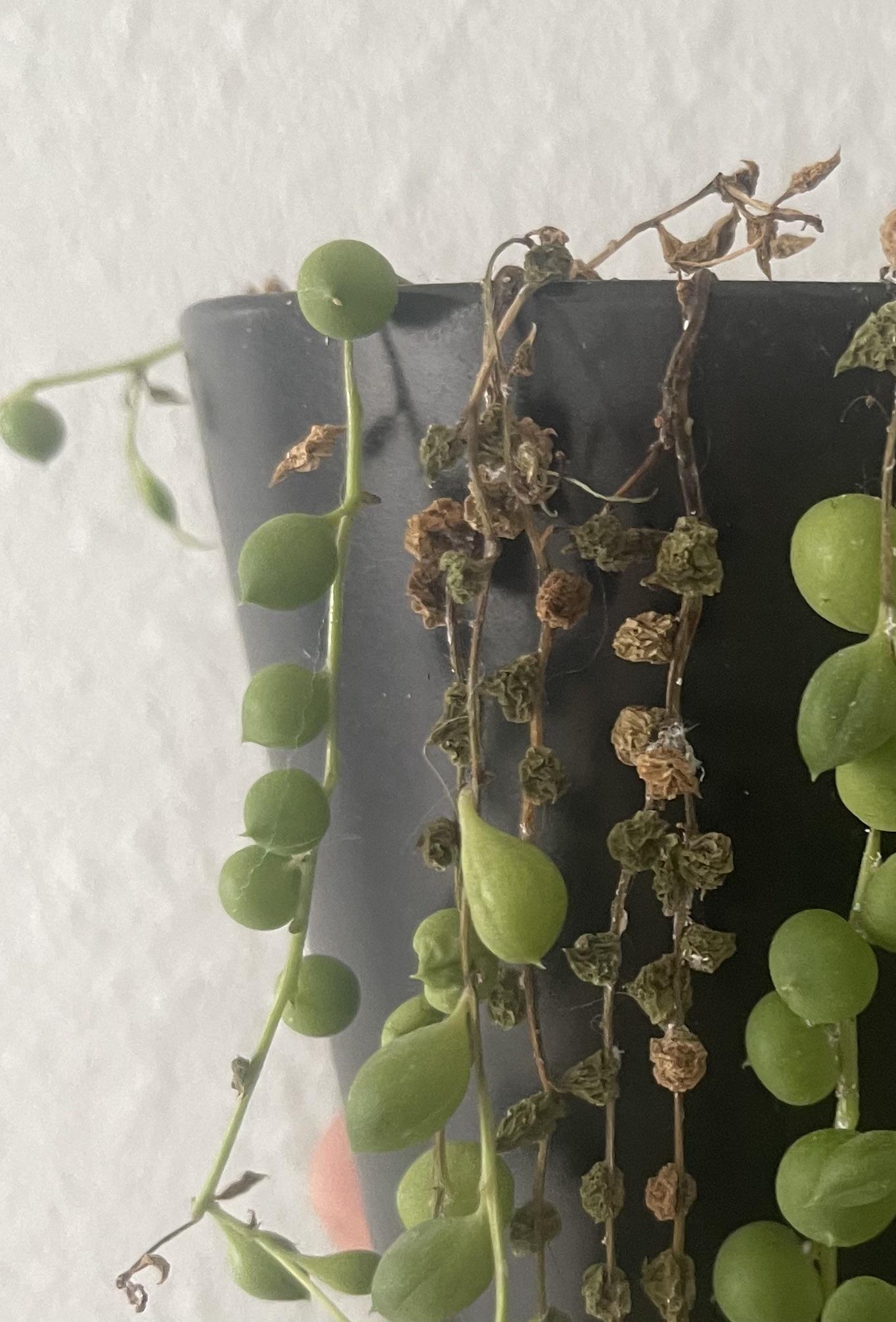 Posts by u/PhilODendron ・ popular.pics ・ Viewer for Reddit